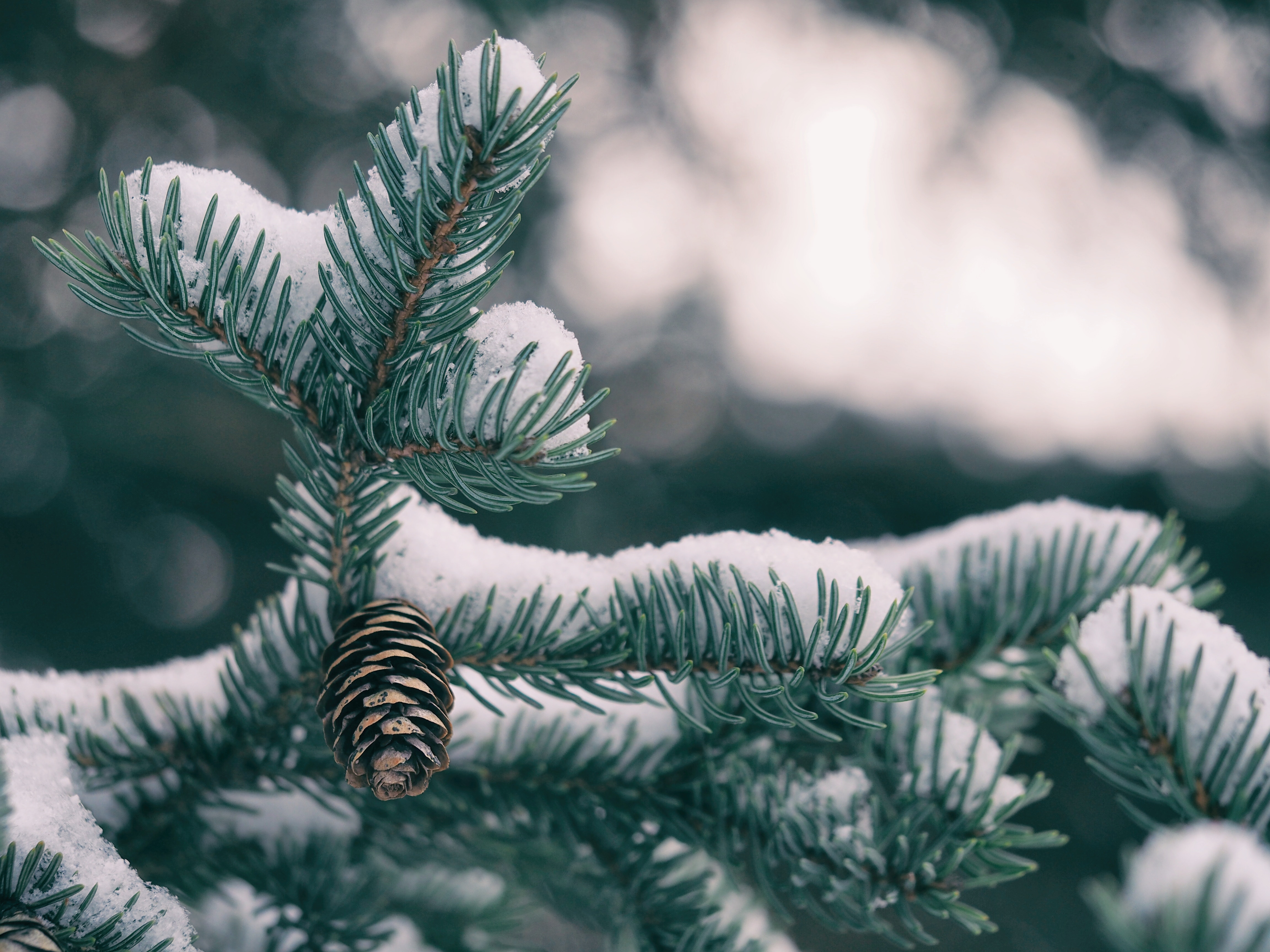 4608x3456 pine cone, winter, wildlife, pine, snow, branch, cold, green, Free image, tree, nature, evergreen Gallery HD Wallpaper