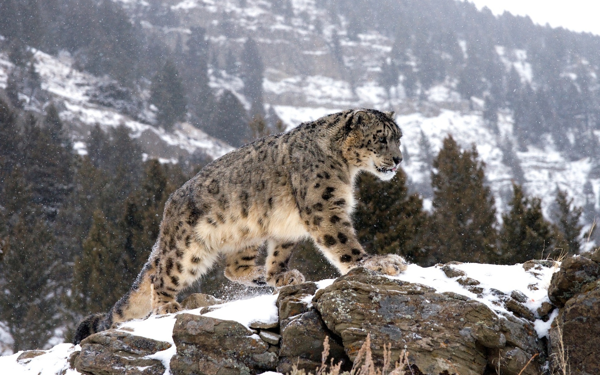 Snow Leopard HD Wallpaper and Background
