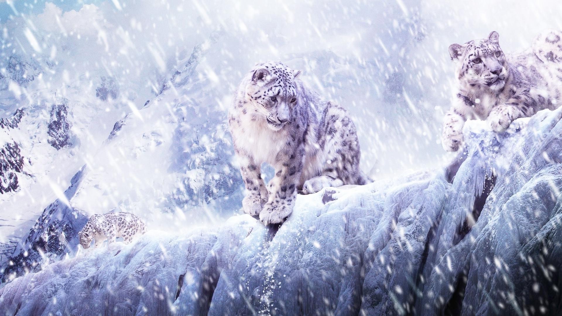 Wallpaper, animals, nature, winter, ice, frost, Arctic, leopard, snow leopards, Freezing, weather, season, 1920x1080 px 1920x1080