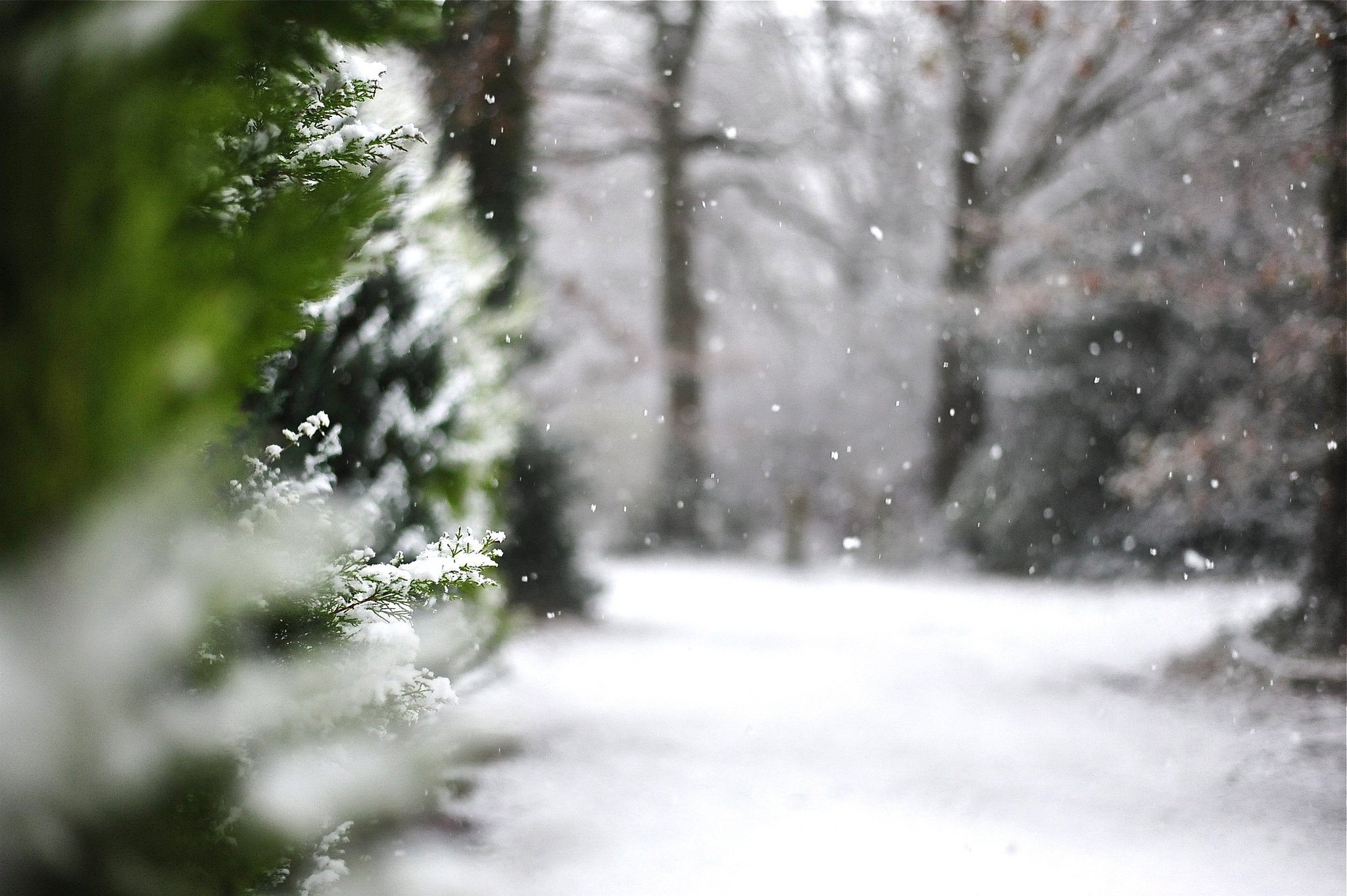 nature, Landscape, Beauty, Beautiful, Snow, Winter, Tree Wallpaper HD / Desktop and Mobile Background