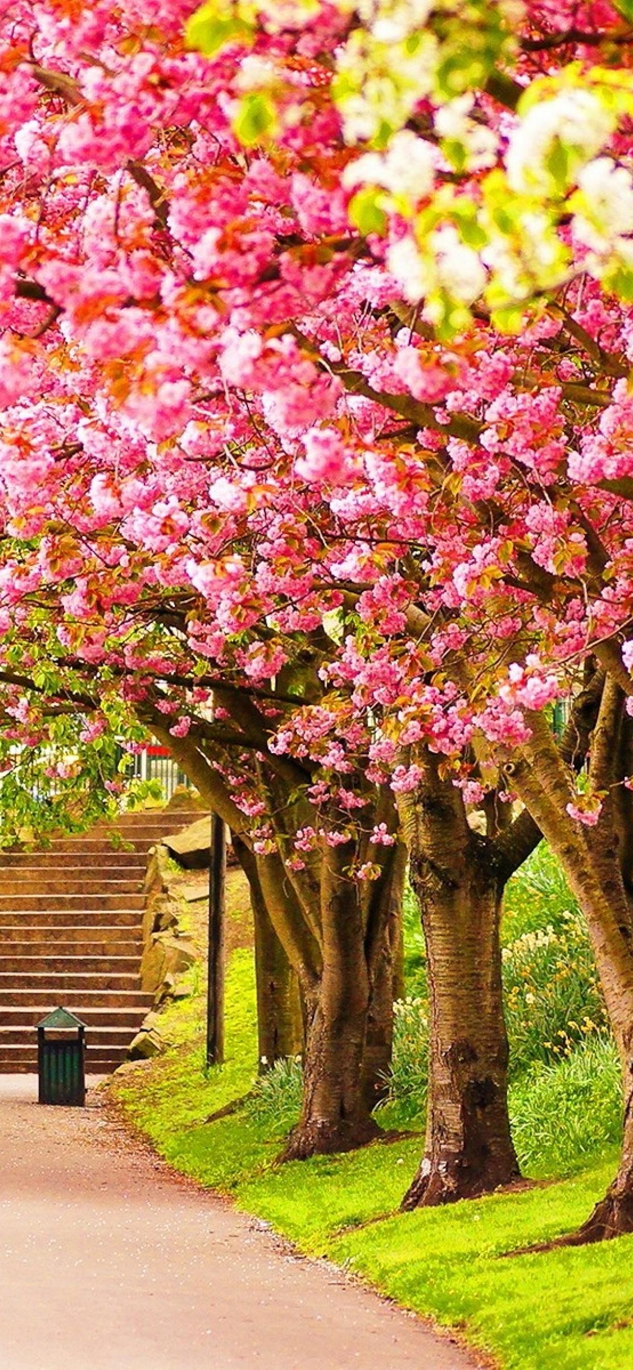 Spring walk in the park cherry tree