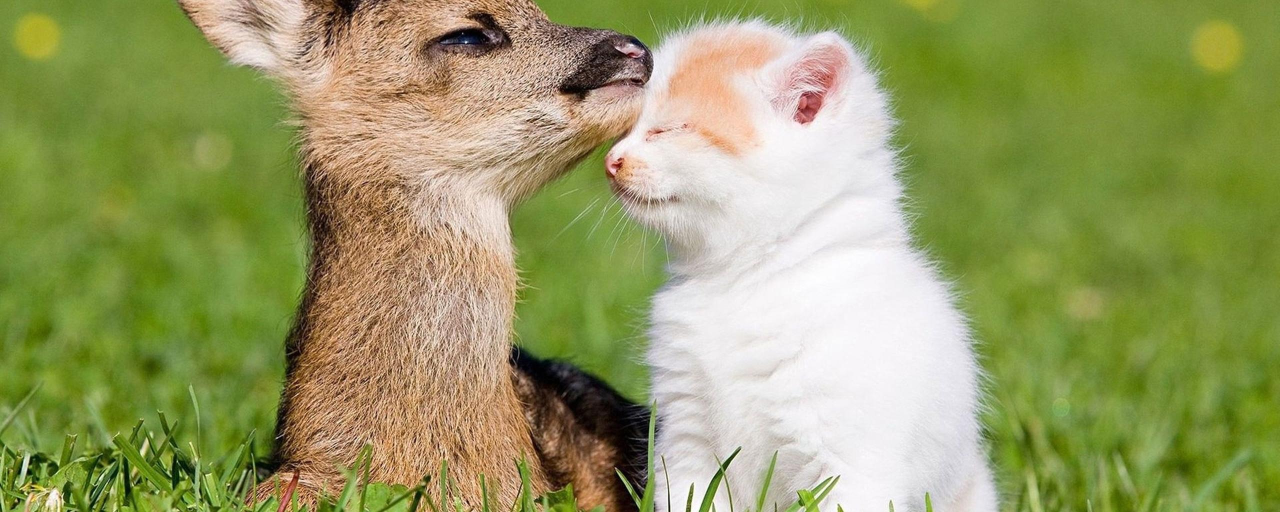 Deer Valentines Wallpapers - Wallpaper Cave