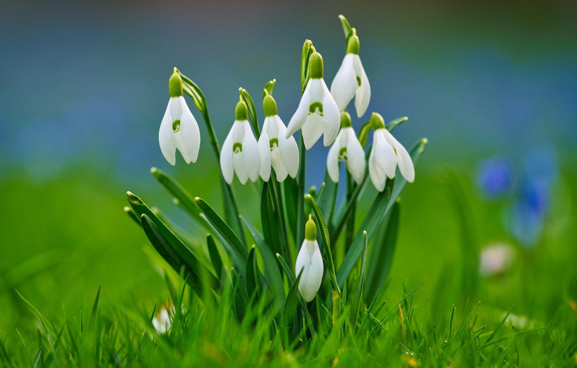 Nature Snowdrop 4k Ultra HD Wallpaper