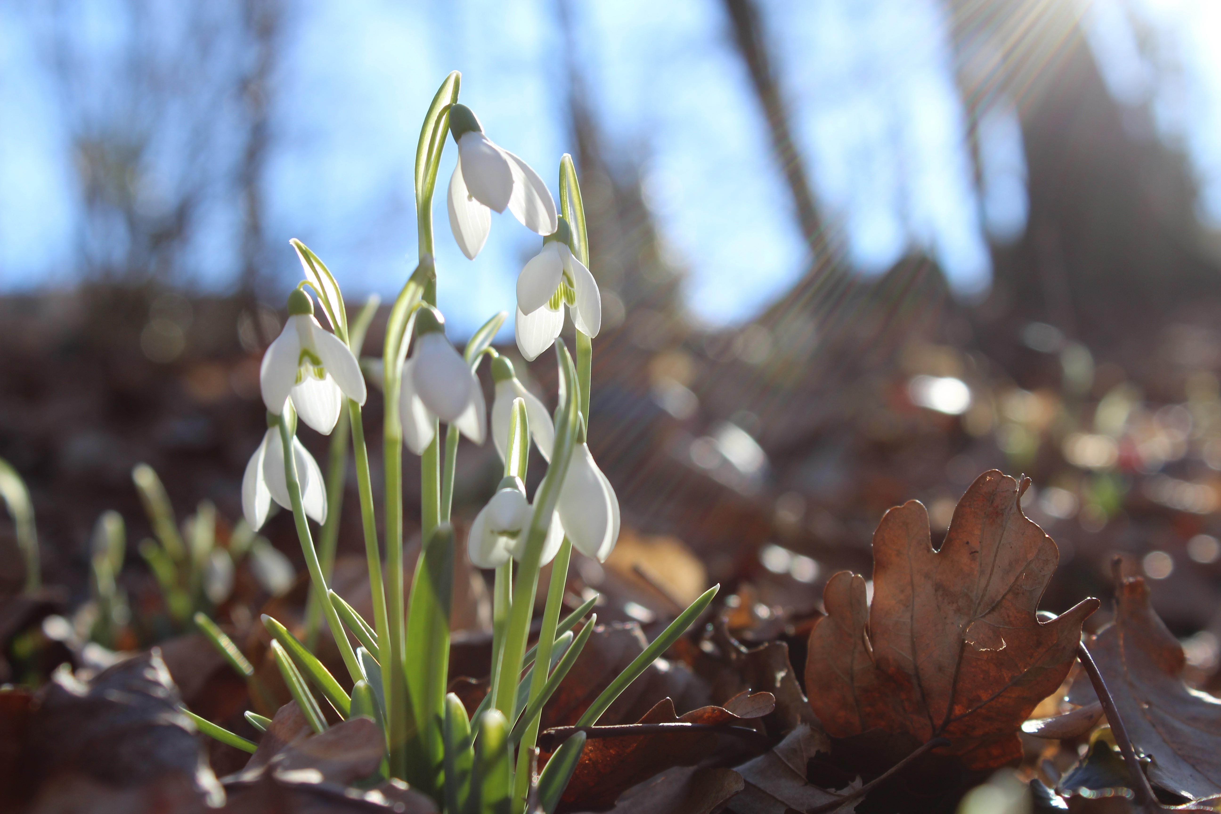 4K, 5K, Snowdrops, Closeup, Spring Gallery HD Wallpaper