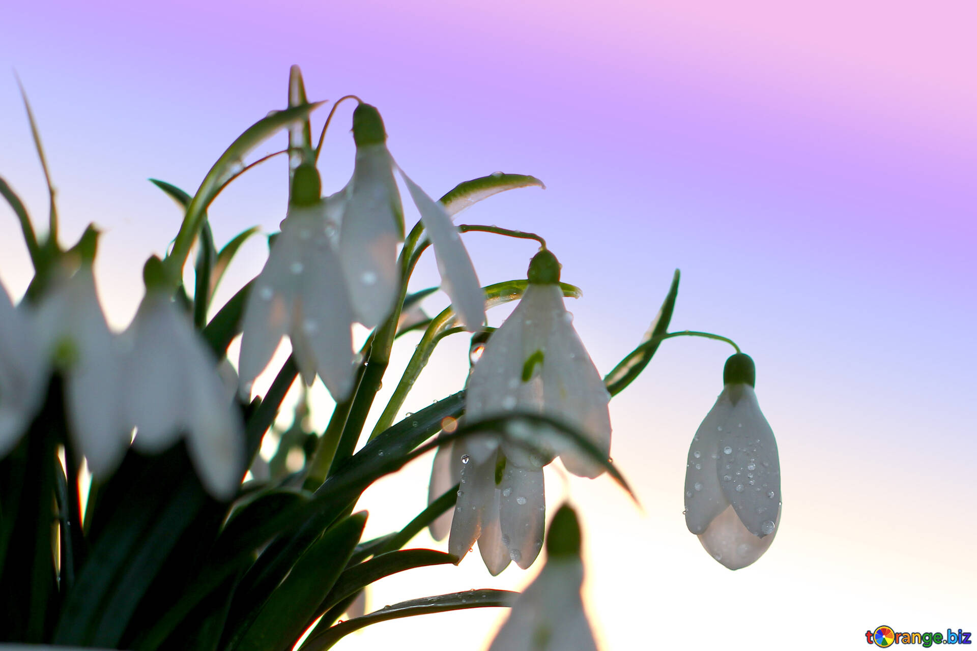 Background With Flowers Of Snowdrops Image For The Desktop Background Wallpaper Spring Snowdrop Image Snow № 37974. Torange.biz Free Pics On Cc By License