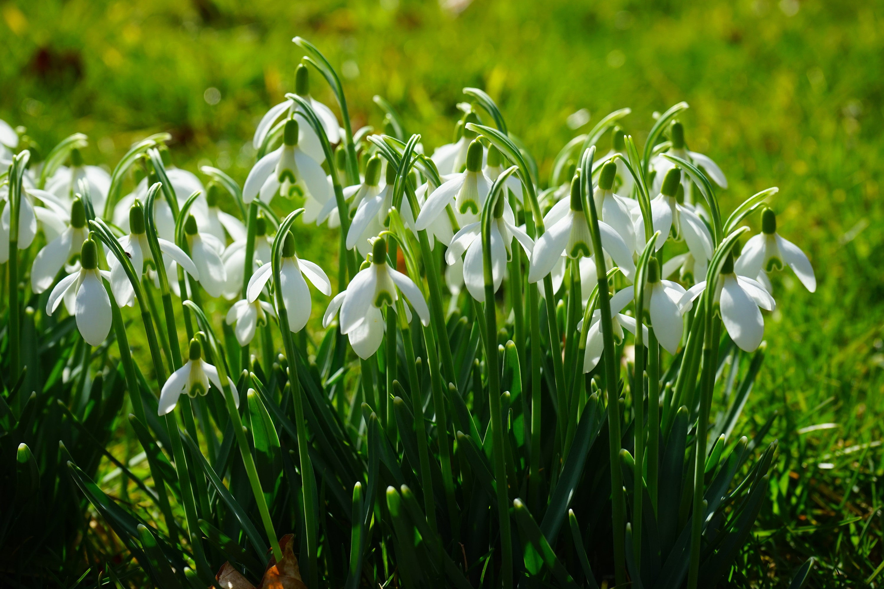 Galanthus Elwesii (Snowdrops). DutchGrown™. Top Quality Flower Bulbs