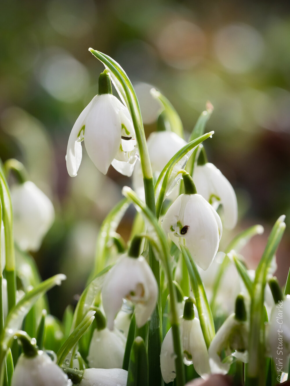 Common Snowdrop