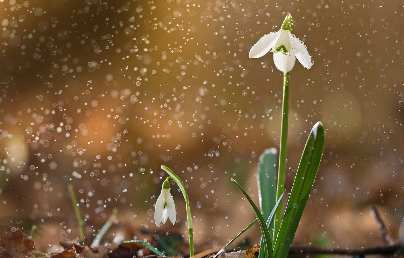 Wallpaper nature, spring, snowdrop image for desktop, section цветы