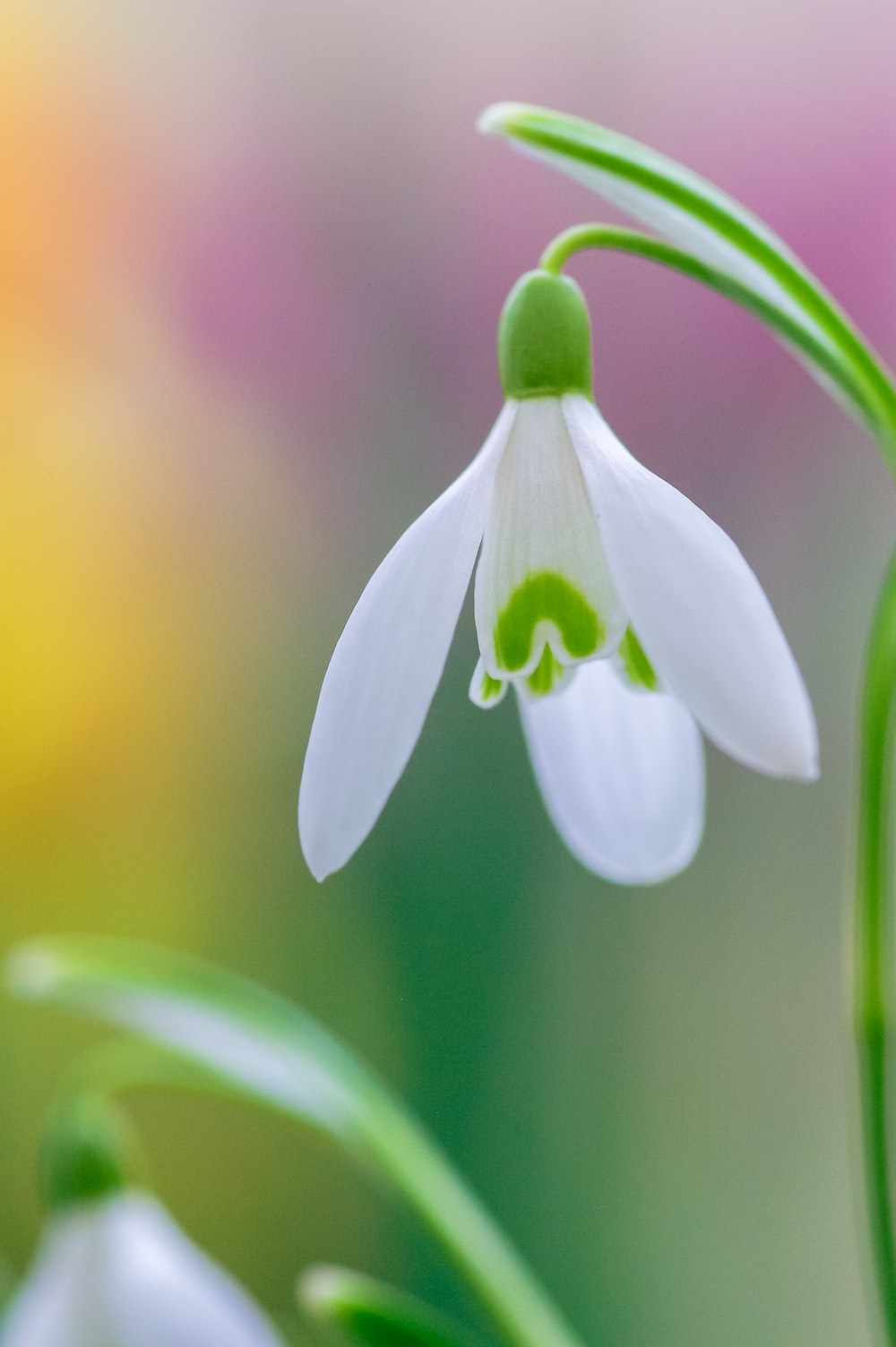 Snowdrops Picture. Download Free Image
