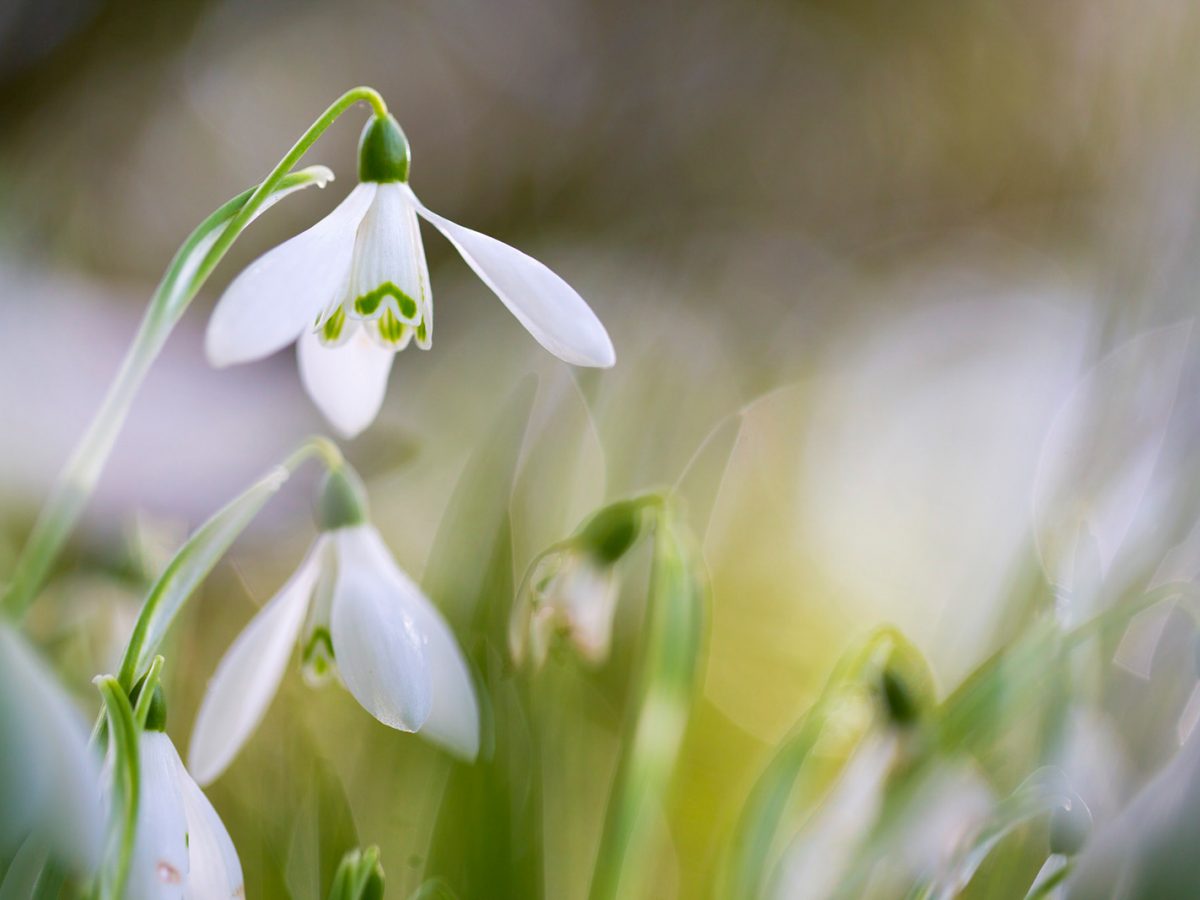How to Photograph Snowdrops