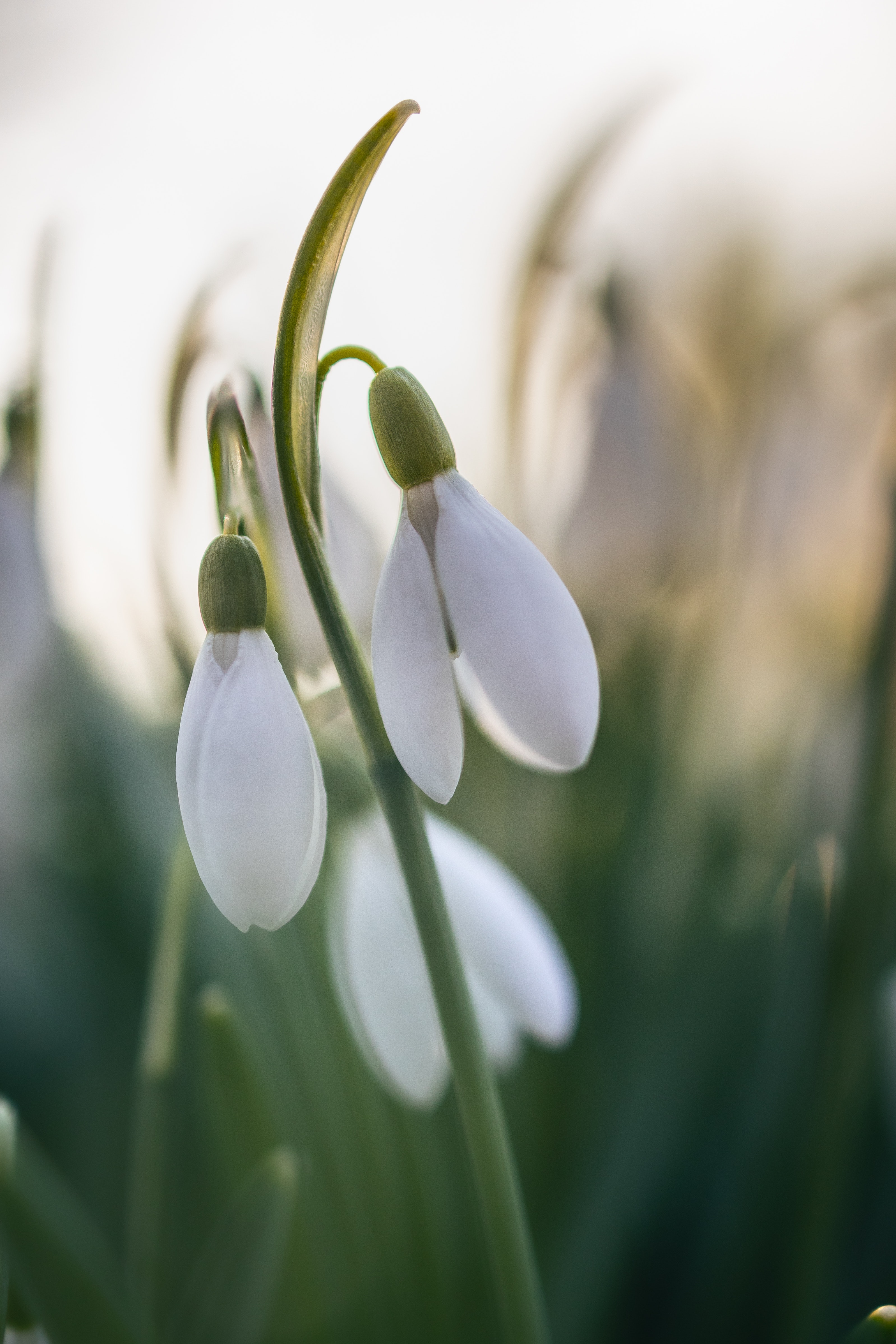 Snowdrops Photo, Download Free Snowdrops & HD Image