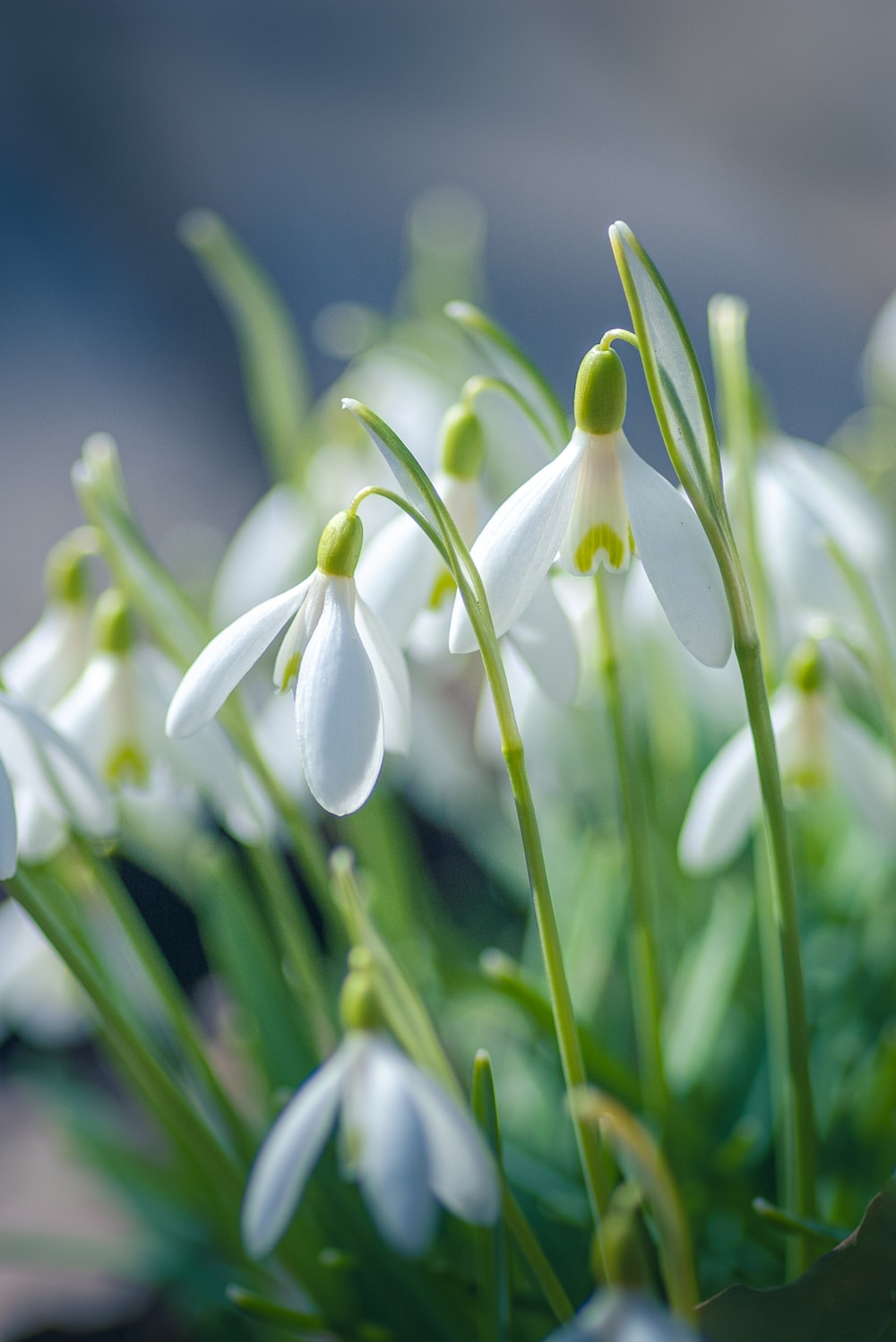 Snowdrops Picture. Download Free Image
