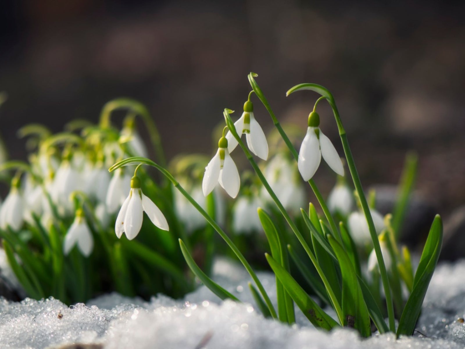 Snowdrop Flowers To Plant And Care For Snowdrops