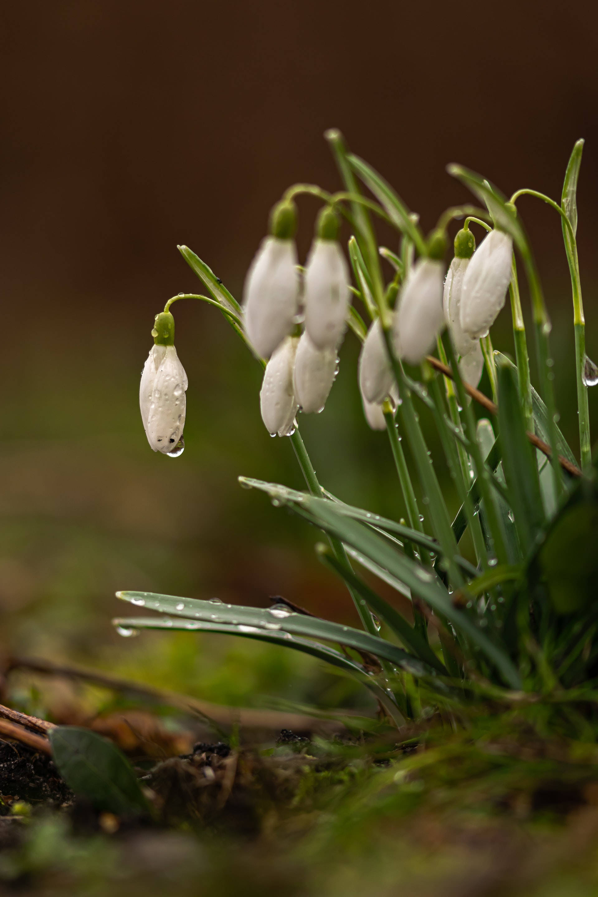 Download Snowdrop Flower Android Wallpaper