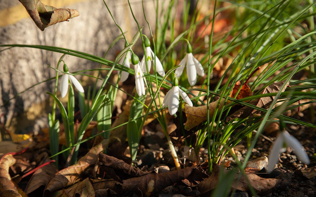 Autumn Snowdrops Delve