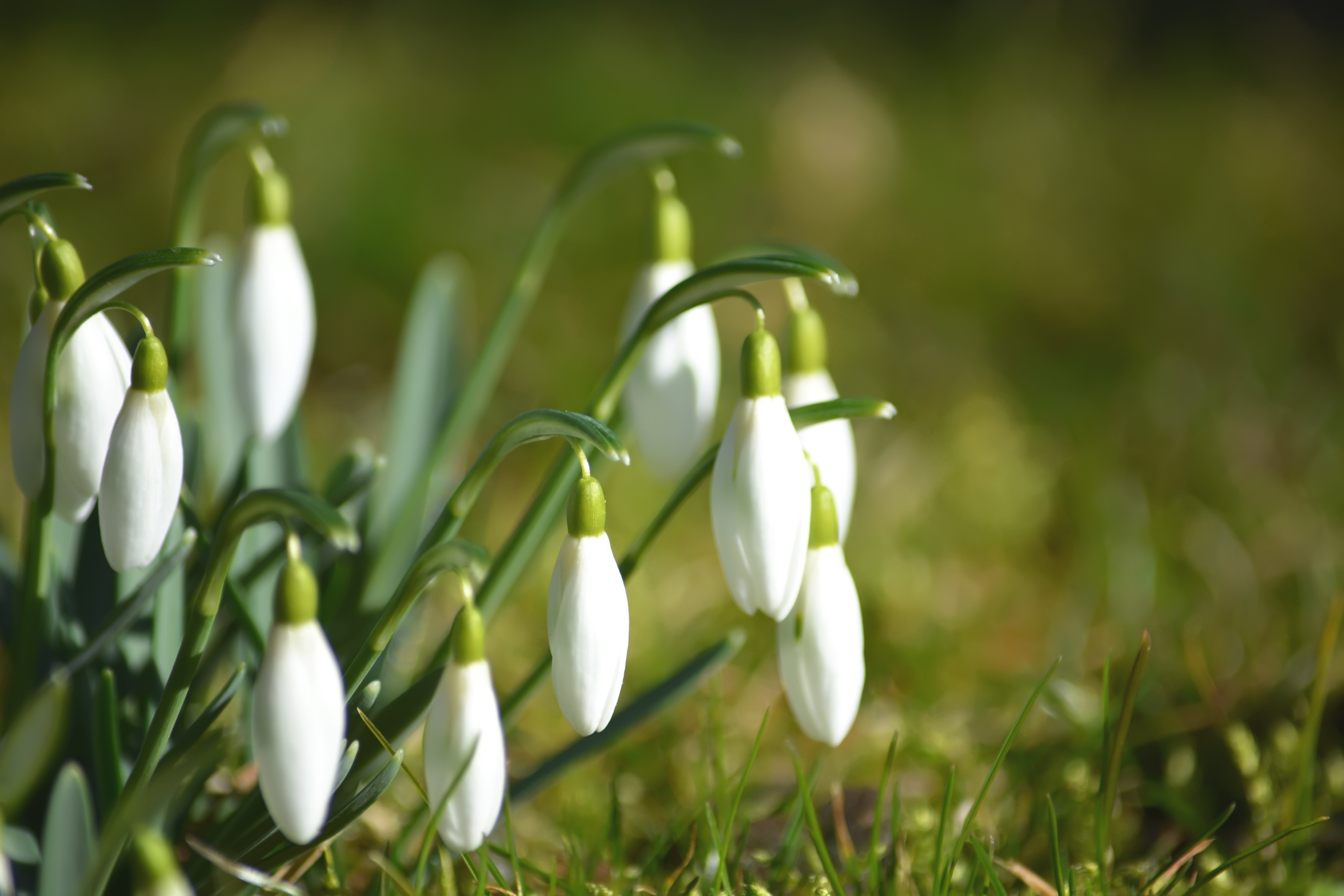 4K, 5K, 6K, Closeup, Snowdrops, Bokeh, White Gallery HD Wallpaper