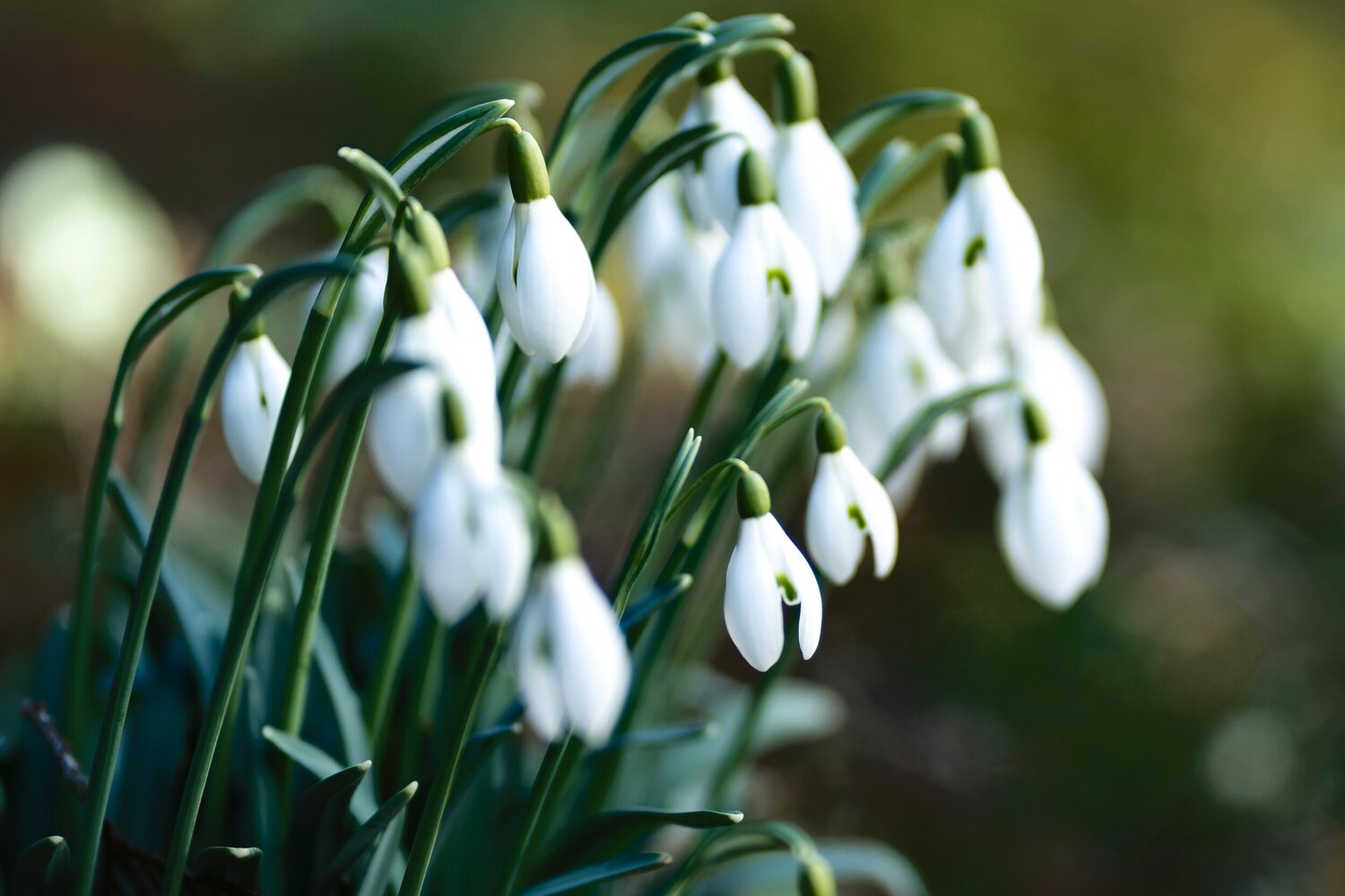 facts about snowdrops for kids