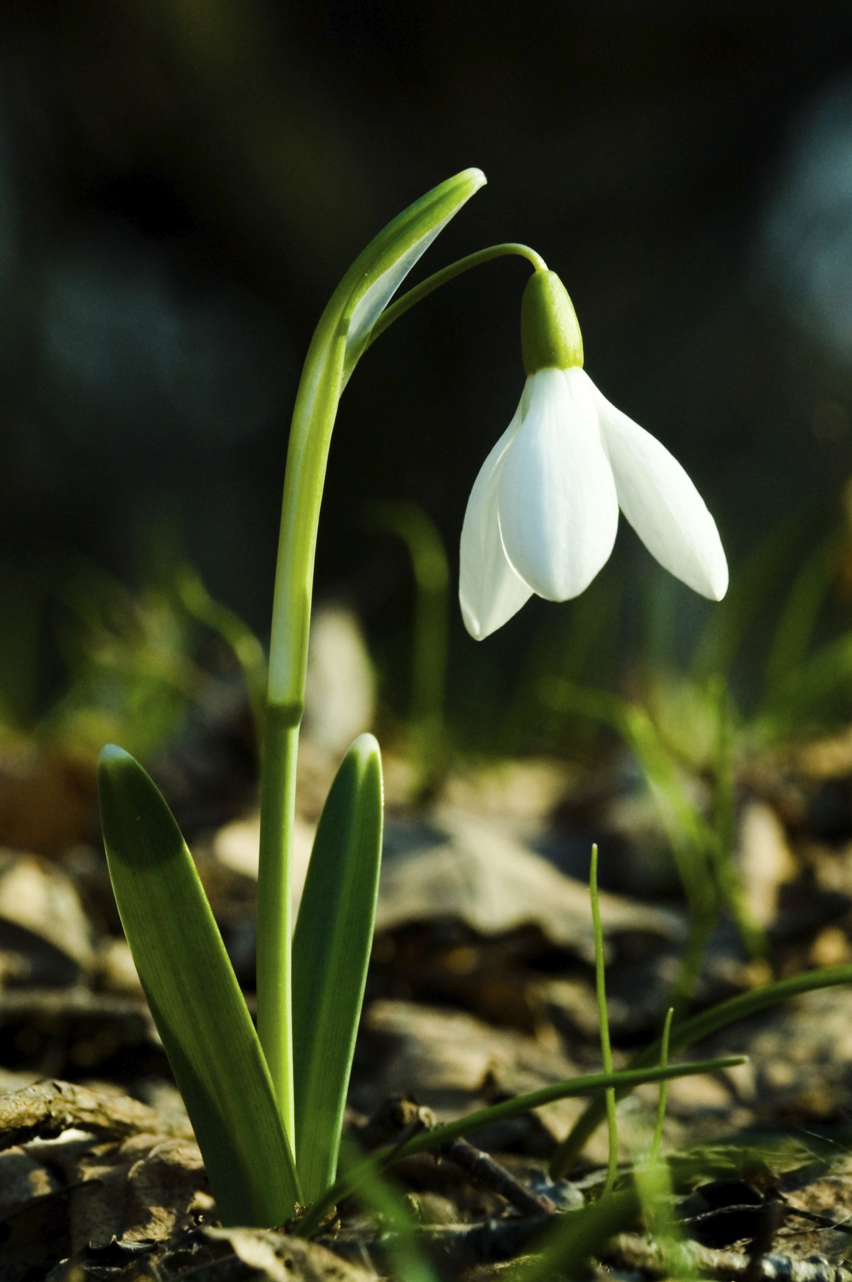 Planting Snowdrops In The Green Are Snowdrops In The Green. Bulb flowers, Plants, Snow drops flowers