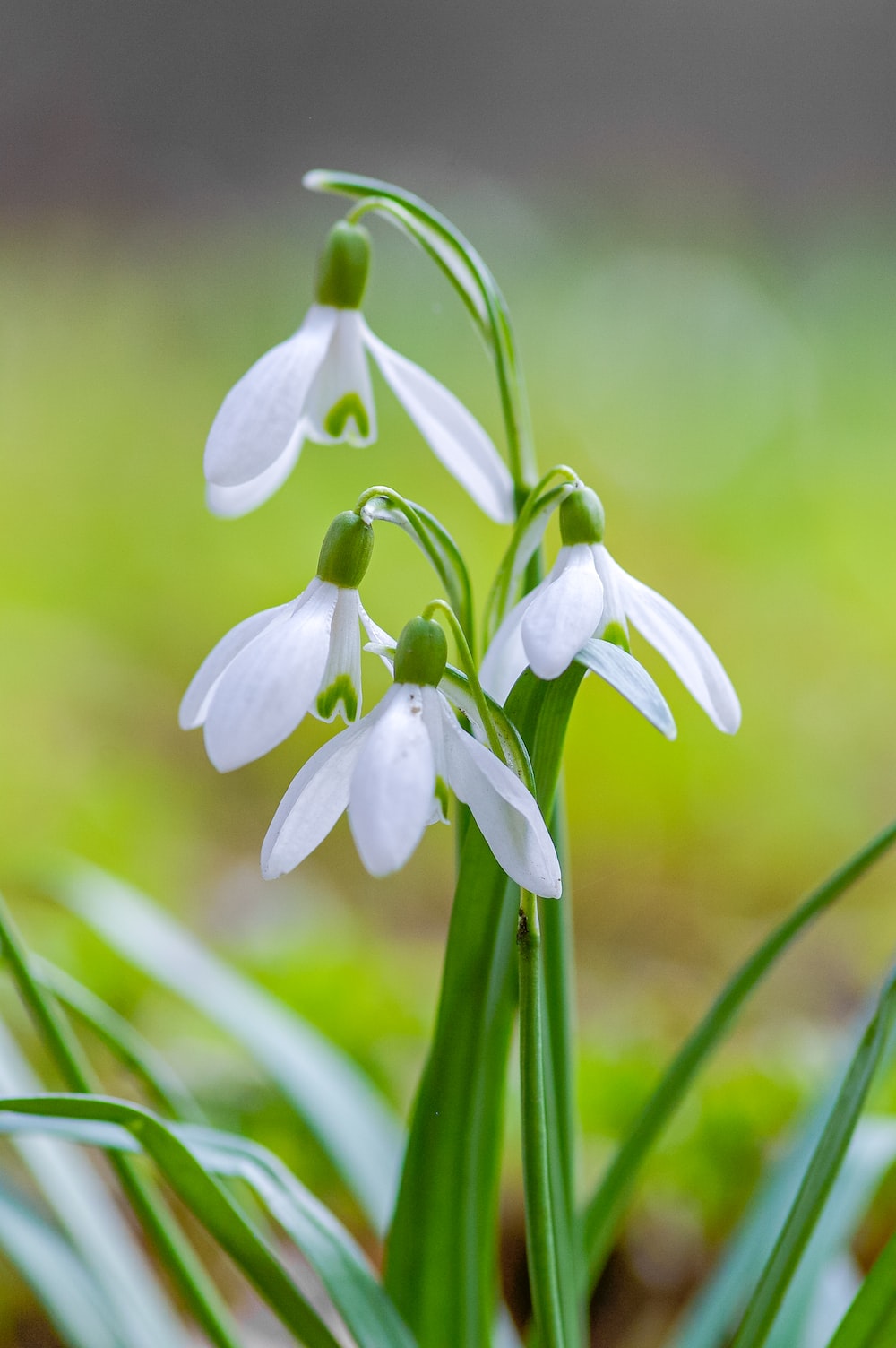 Snowdrops Picture. Download Free Image