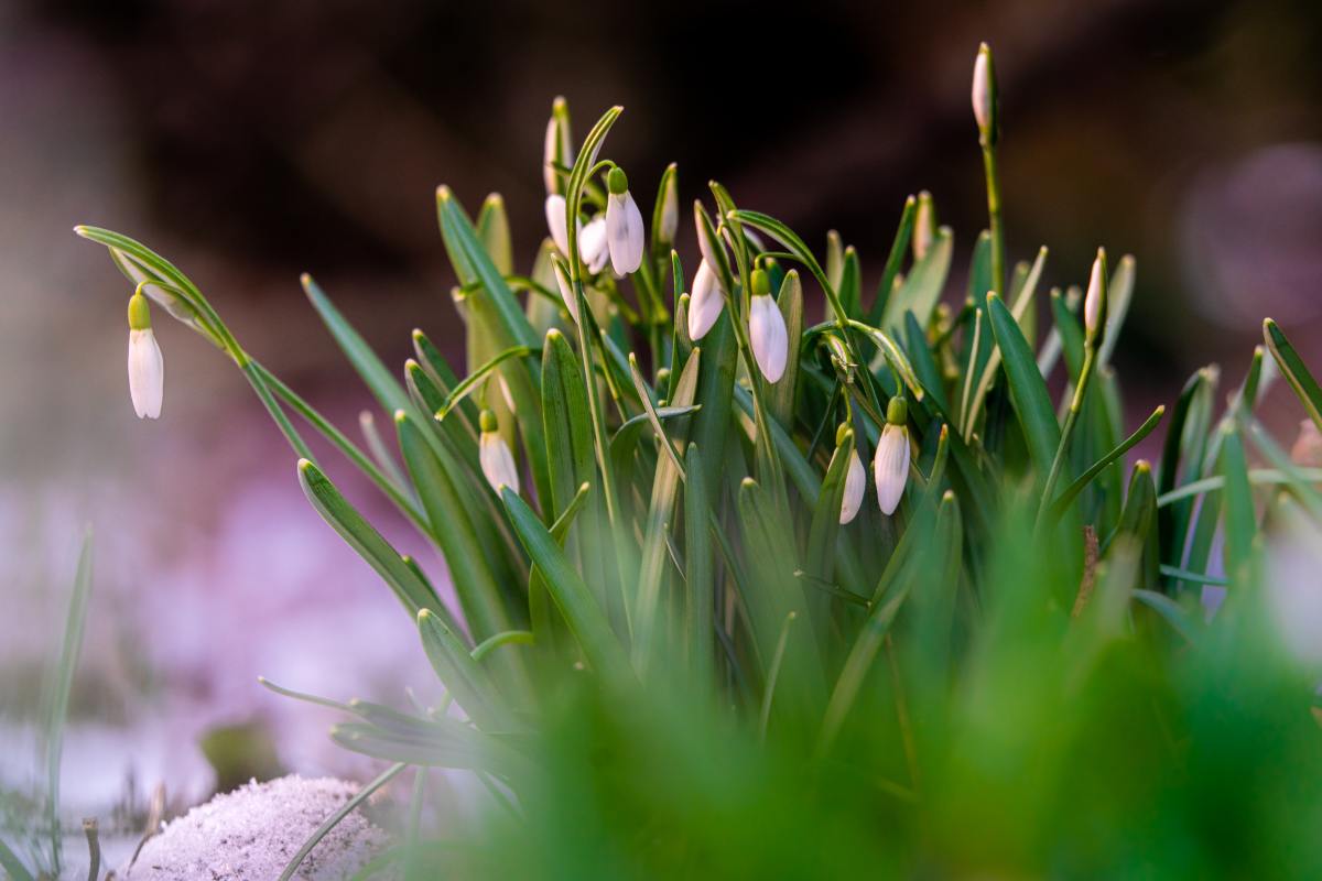 The Science of Snowdrops