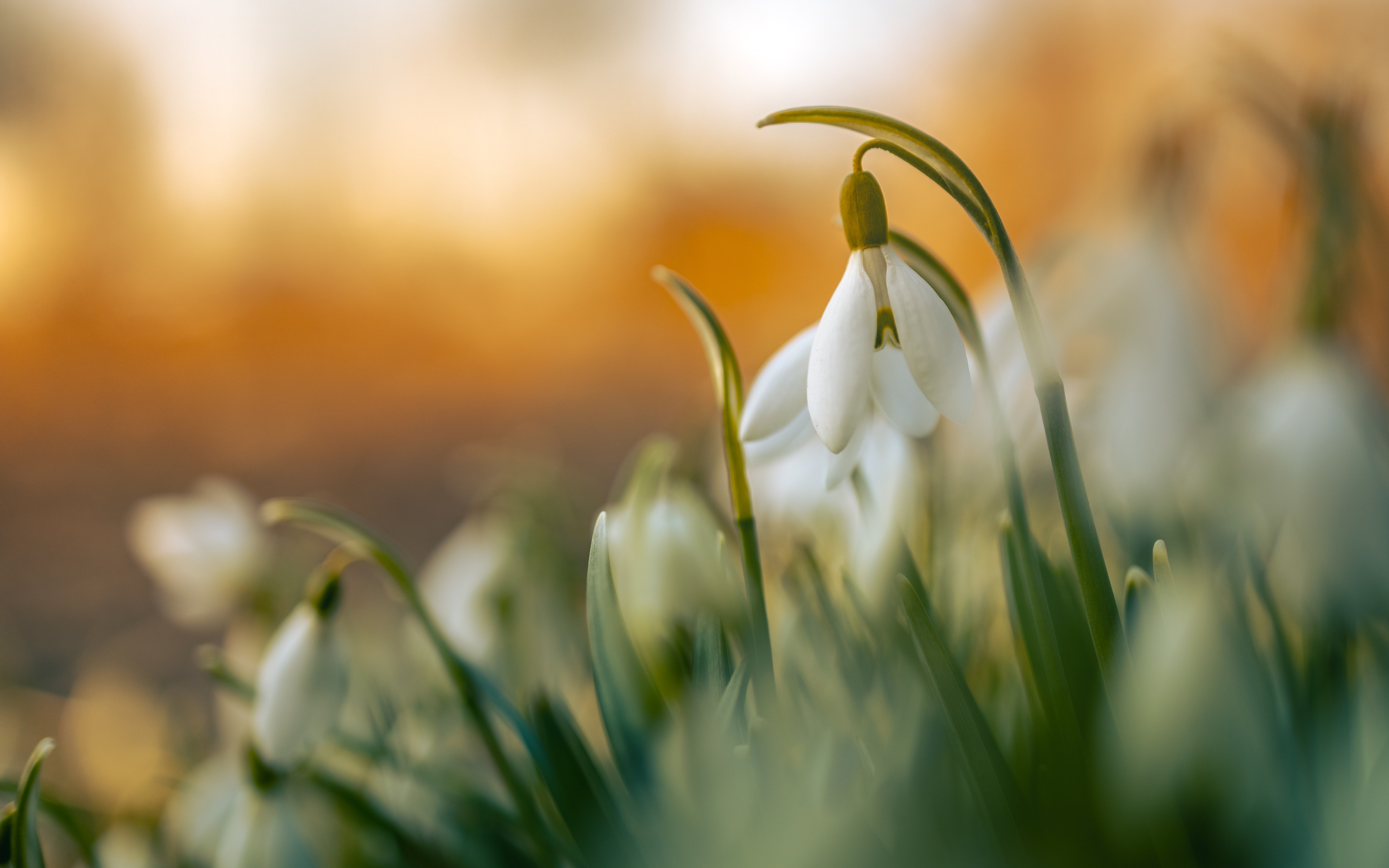 Snowdrops Photo, Download Free Snowdrops & HD Image