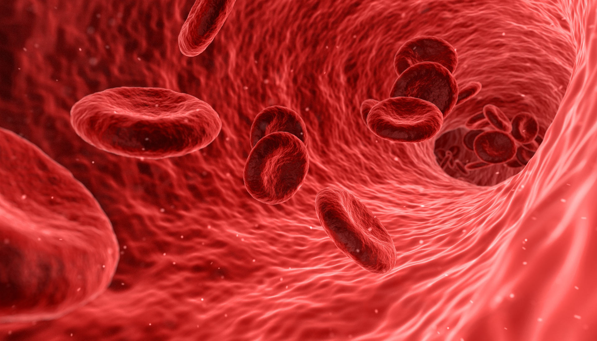 Researchers Find Key to Regenerating Blood Vessels