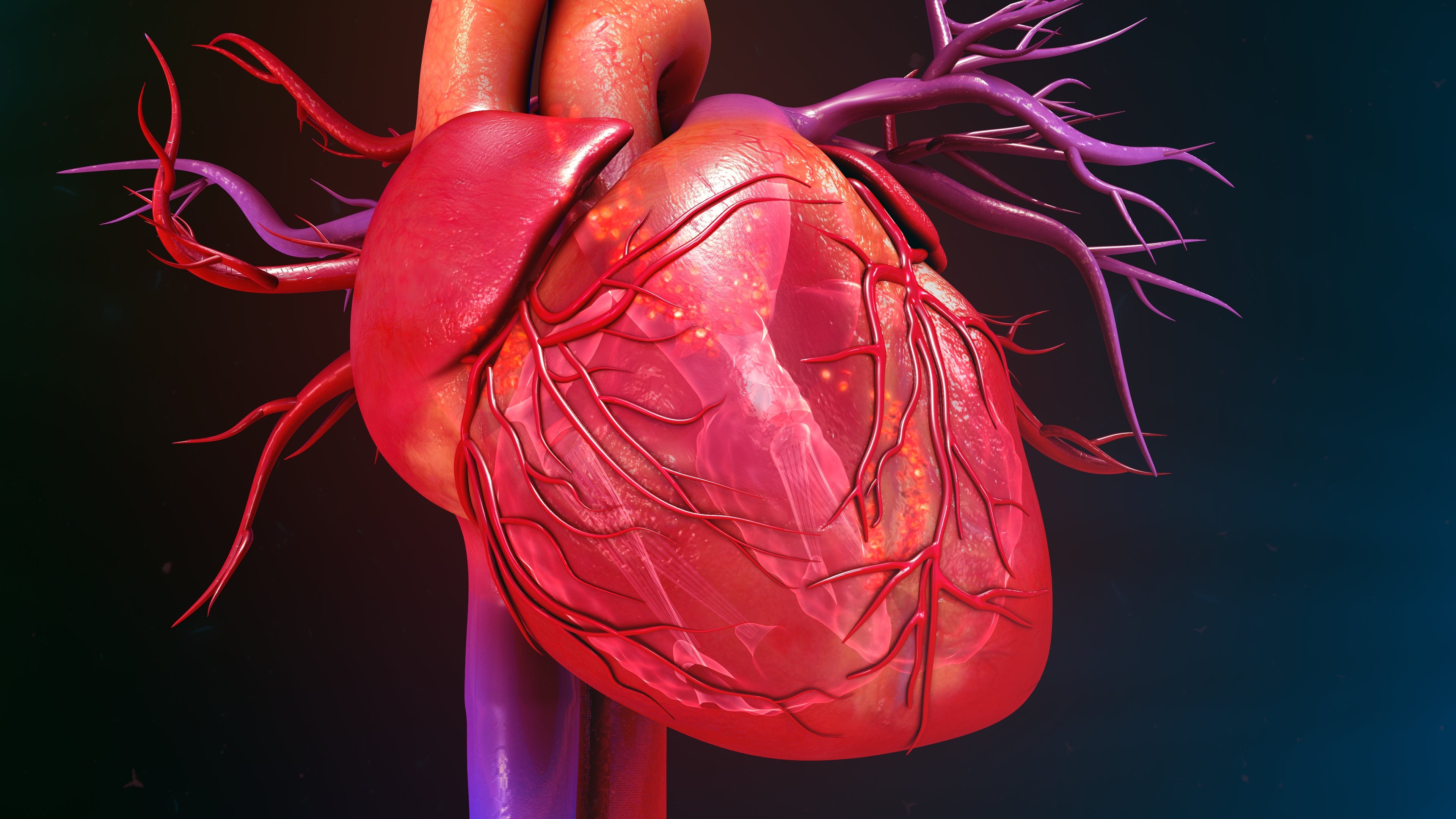 The secret to building a strong heart: blood vessels