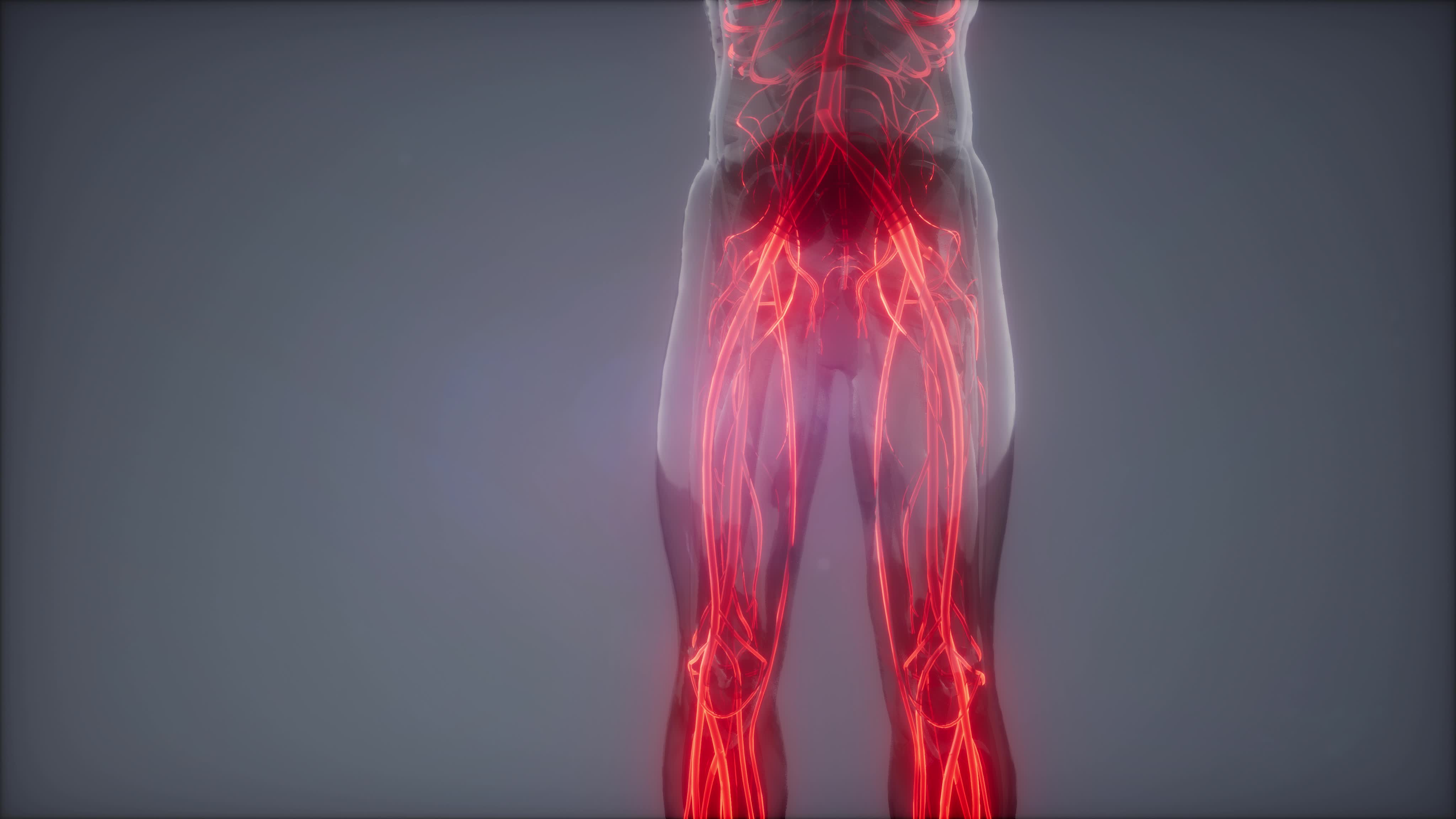 Blood Vessels of Human Body