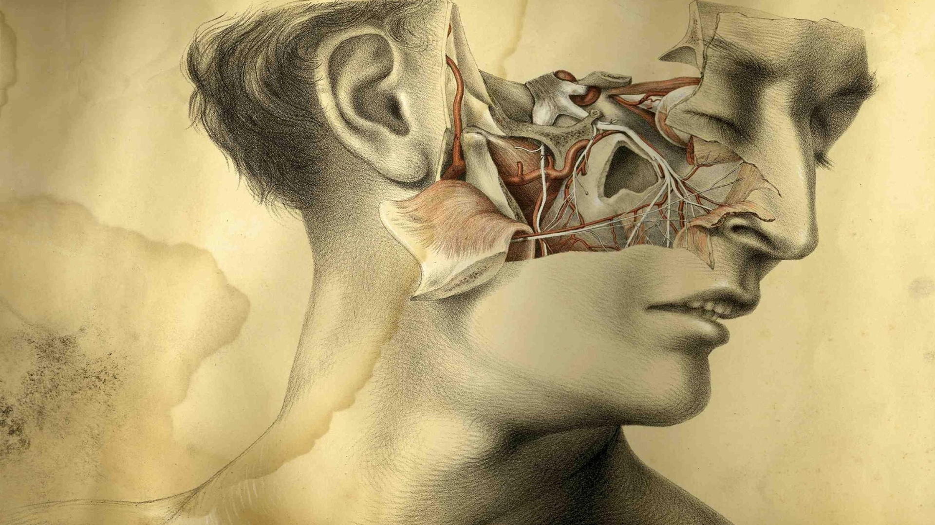 face, anatomy, muscles, creative, figure, head, blood vessels