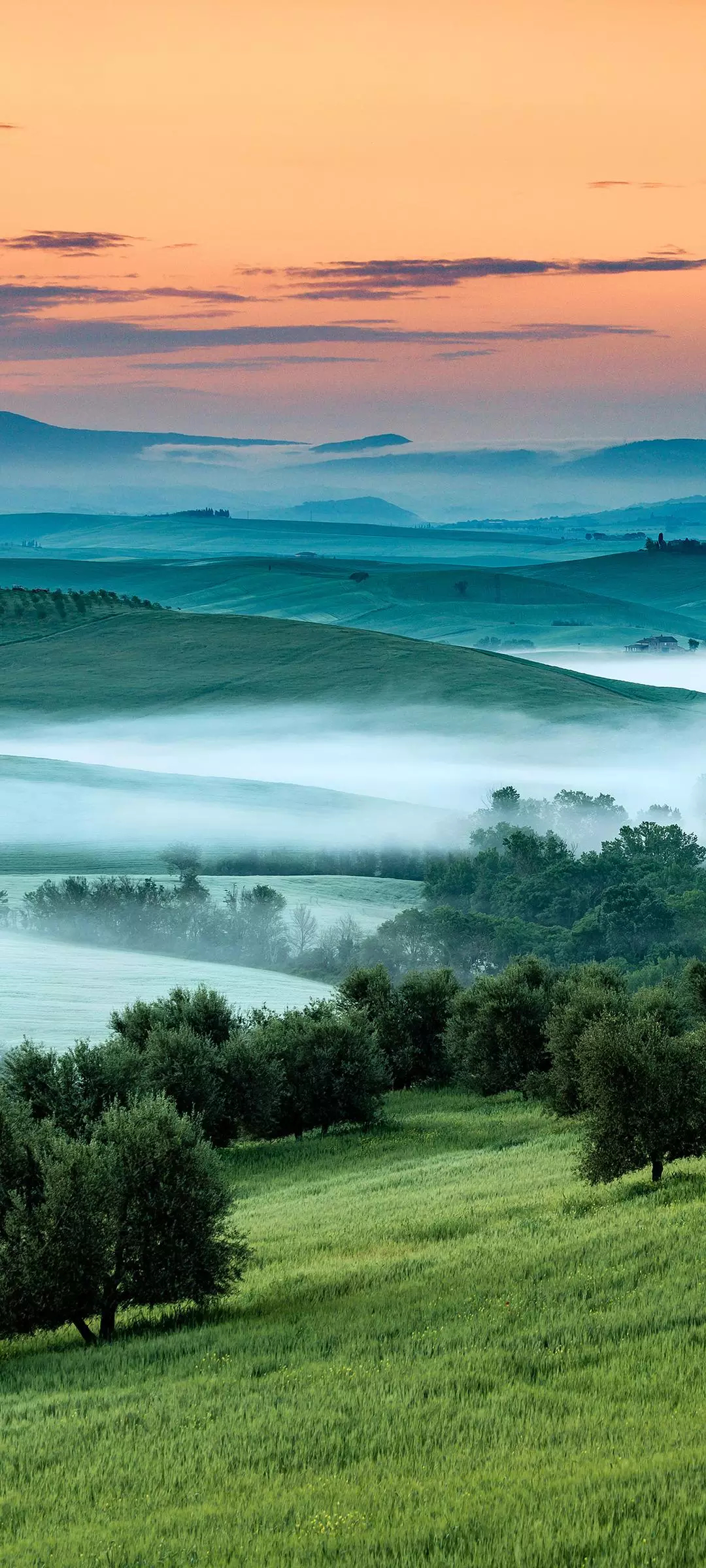 Vivo S16 Pro wallpaper