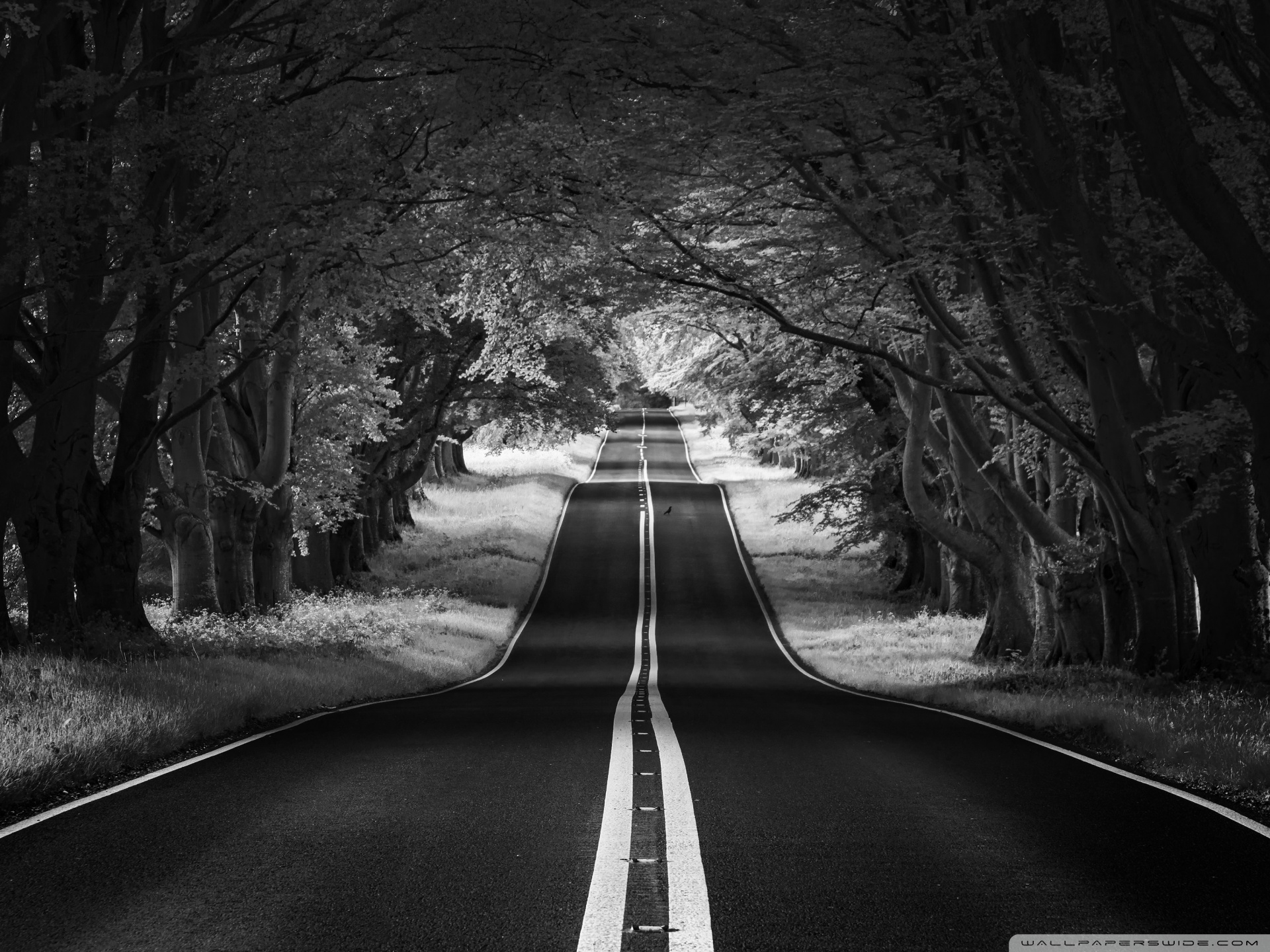 Road Landscape, Aesthetic, Black and White Ultra HD Desktop Background Wallpaper for 4K UHD TV, Widescreen & UltraWide Desktop & Laptop, Tablet