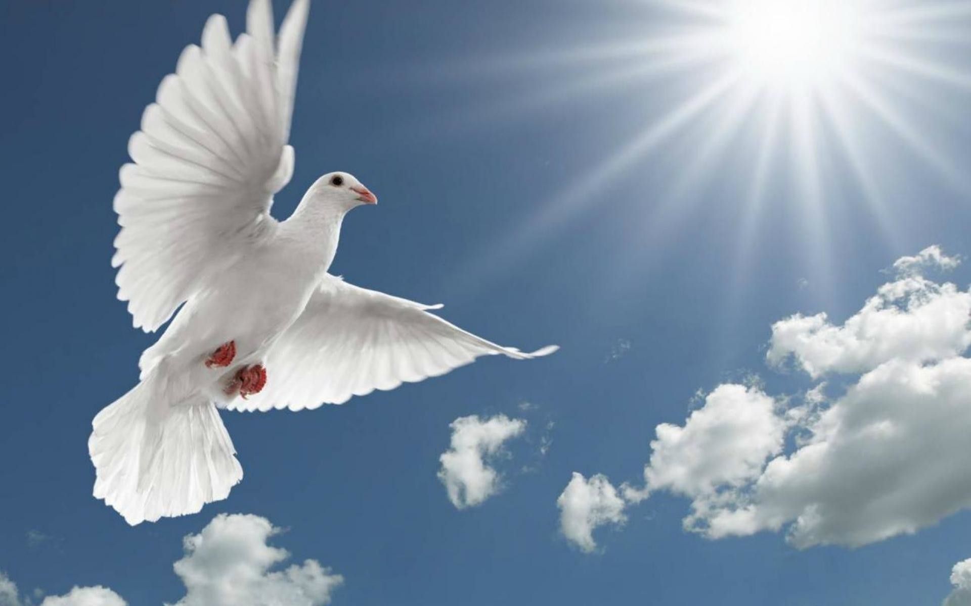 Holy Spirit Wallpaper (58 picture). Dove picture, Happy holi picture, Holy spirit