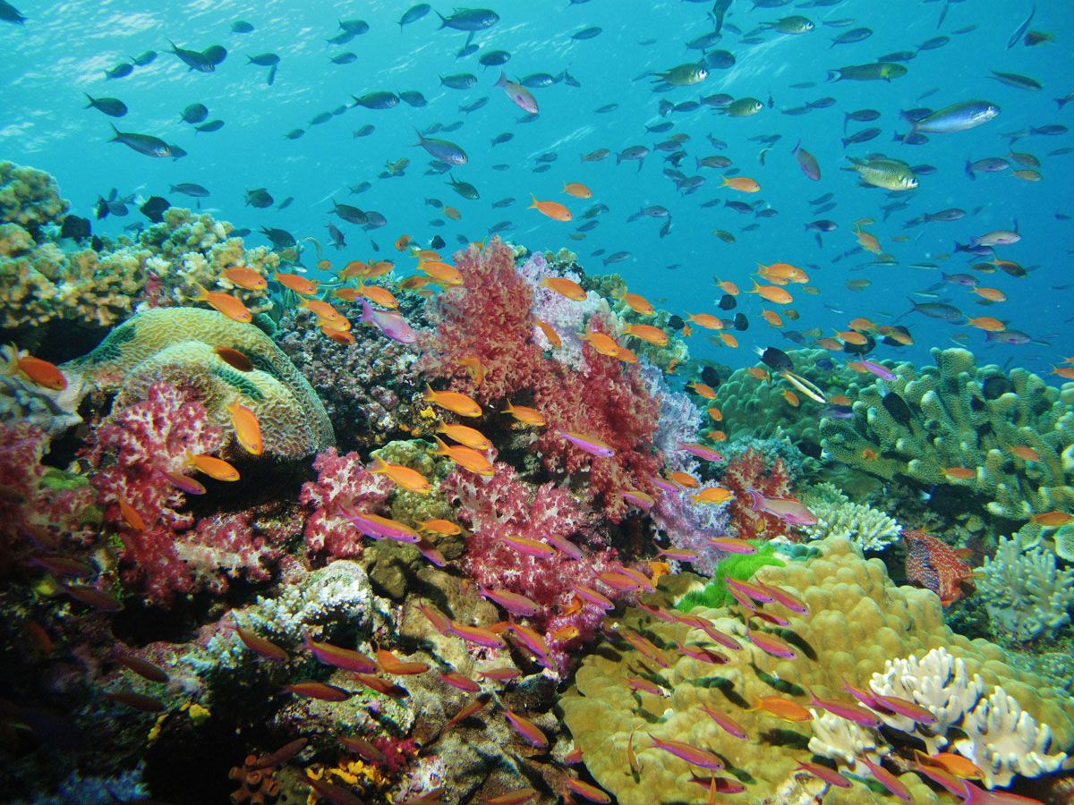 Fiji. Coral Reef Alliance. Coral Reef Alliance. Coral reef, South china sea, Coral