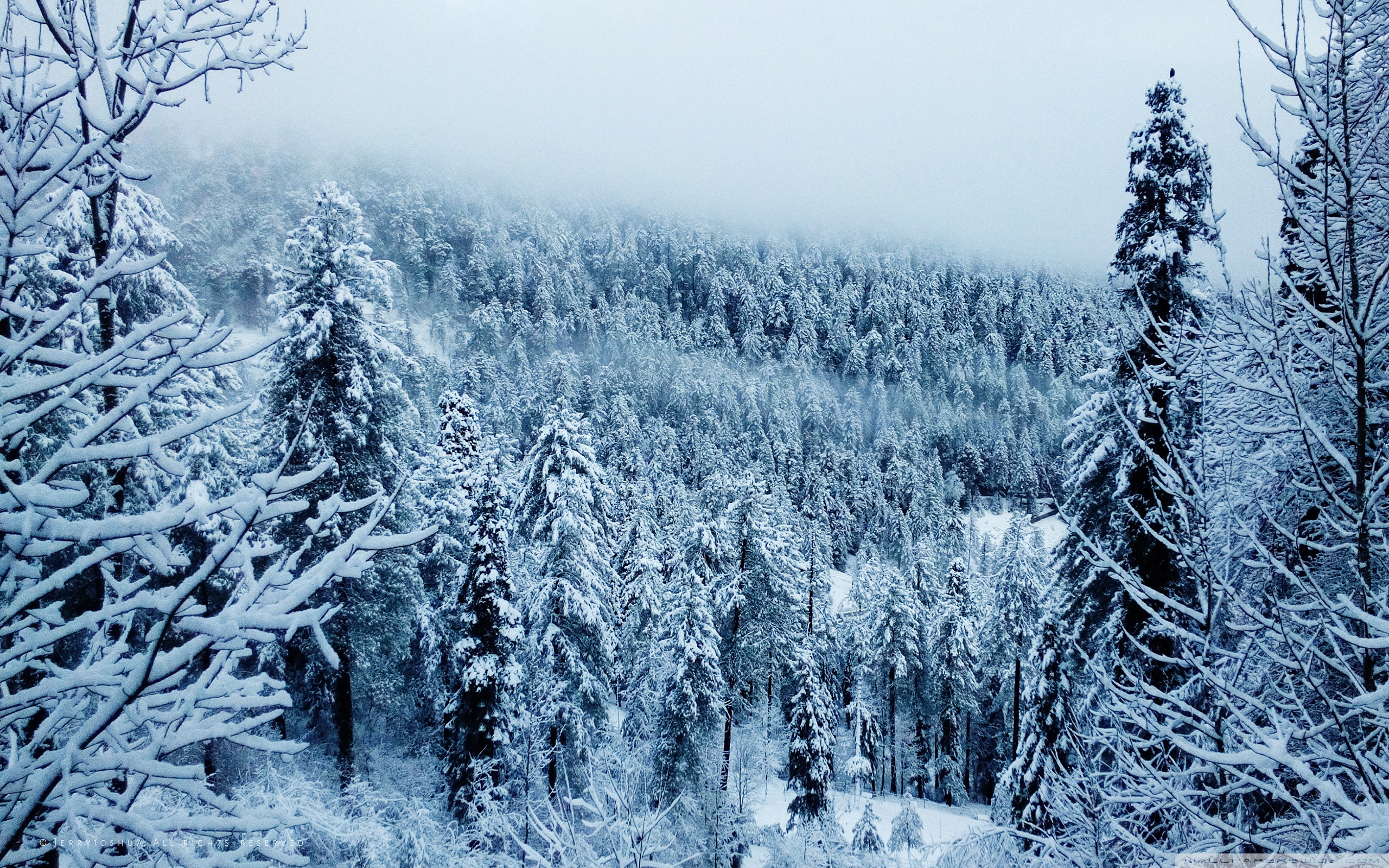 Winters Frost Ultra HD Desktop Background Wallpaper for: Multi Display, Dual Monitor