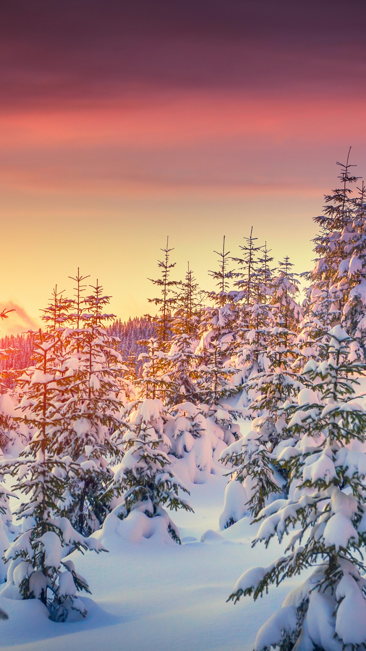Wallpaper Pines, 5k, 4k wallpaper, 8k, snow, sunset, winter, Nature