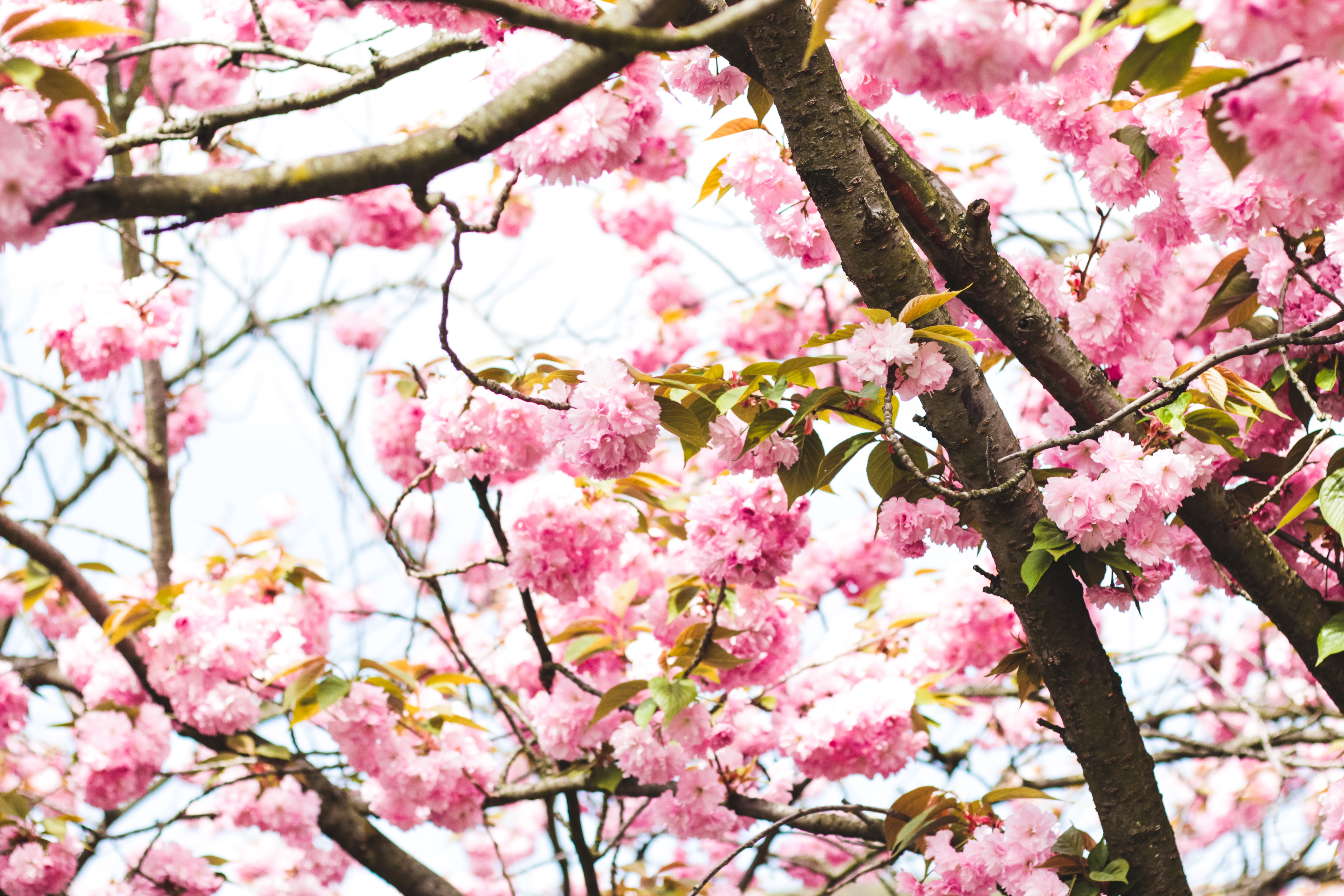Photography of Pink Flowers on Tree · Free