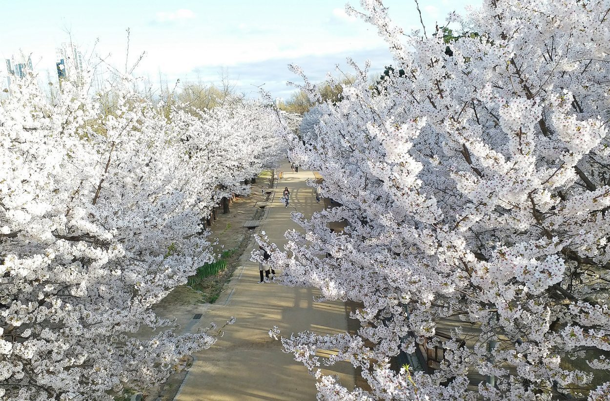 Magical Places To See Cherry Blossoms In Korea In 2023 Travel Stained