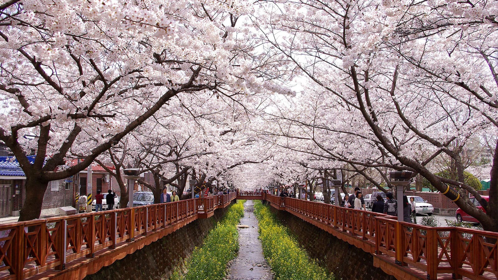 Seeing Cherry Blossoms in Korea: One Spring Day in Jinhae • Roamscapes