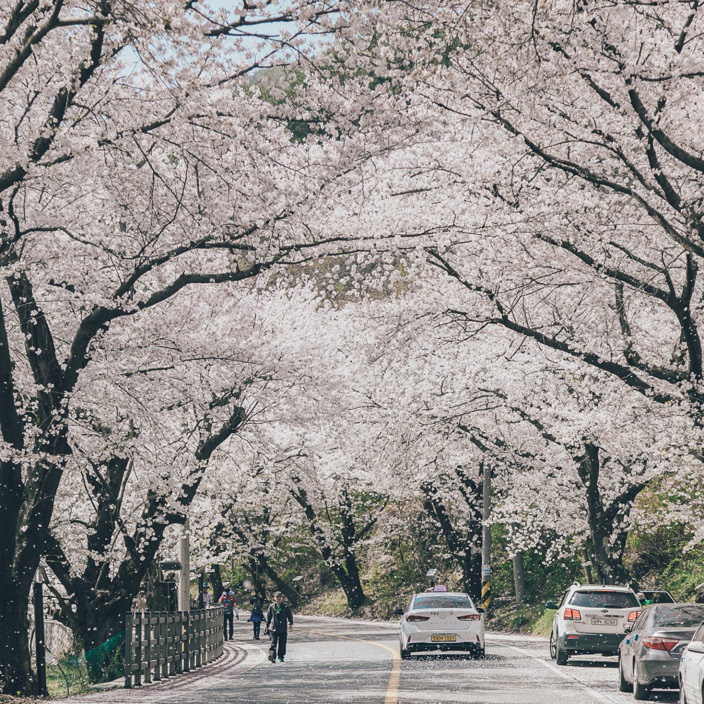 Spring in Korea 2022: Top Tips and Things to Do She Goes Again