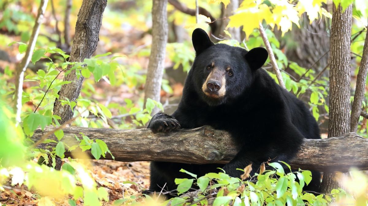 Black bear spotted in Nashville Business Journal