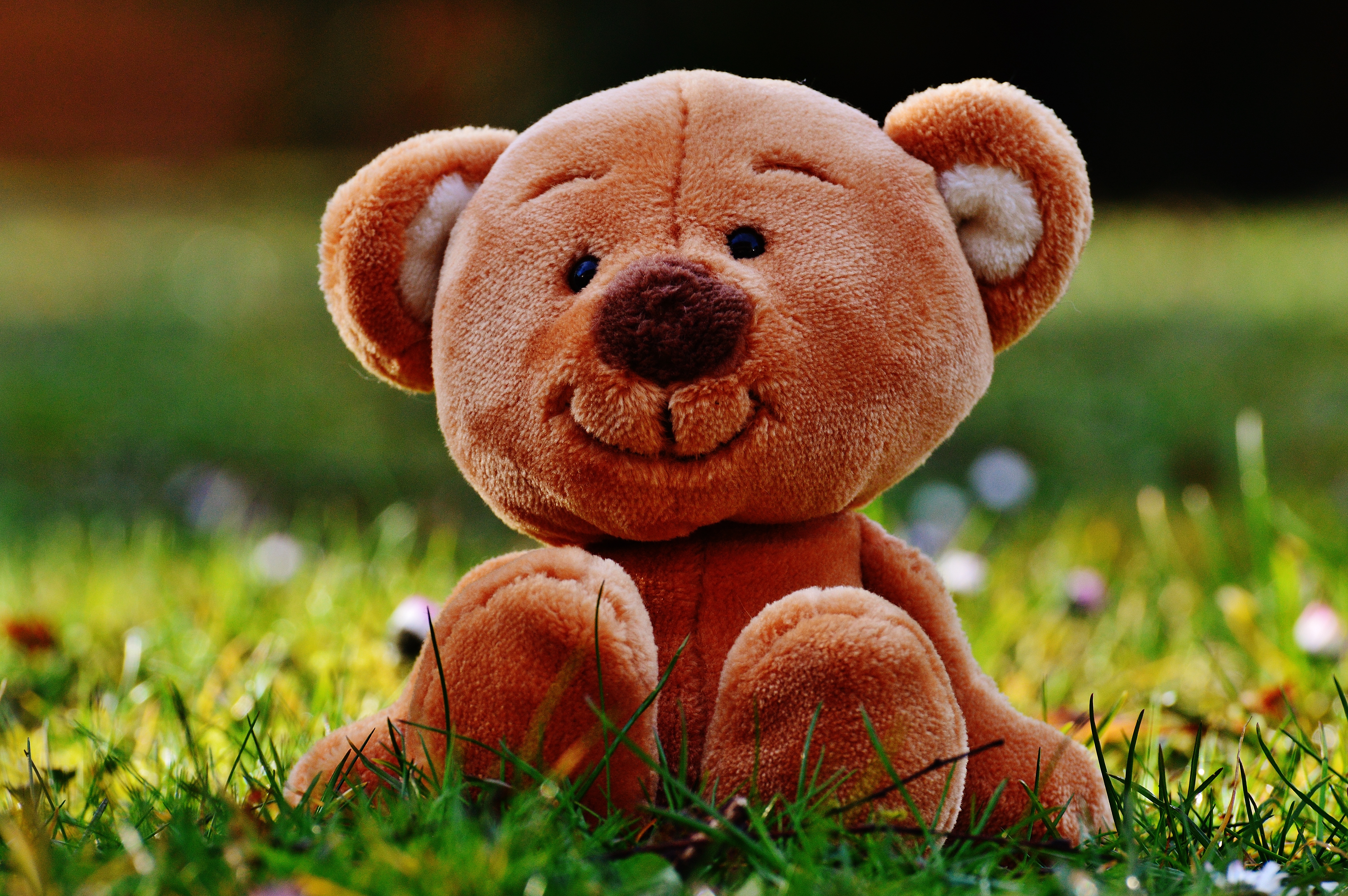 Free Image, grass, meadow, sweet, cute, spring, mammal, brown bear, teddy bear, funny, plush, stuffed animal, children toys, soft toy, furry teddy bear, stuffed toy 6016x4000