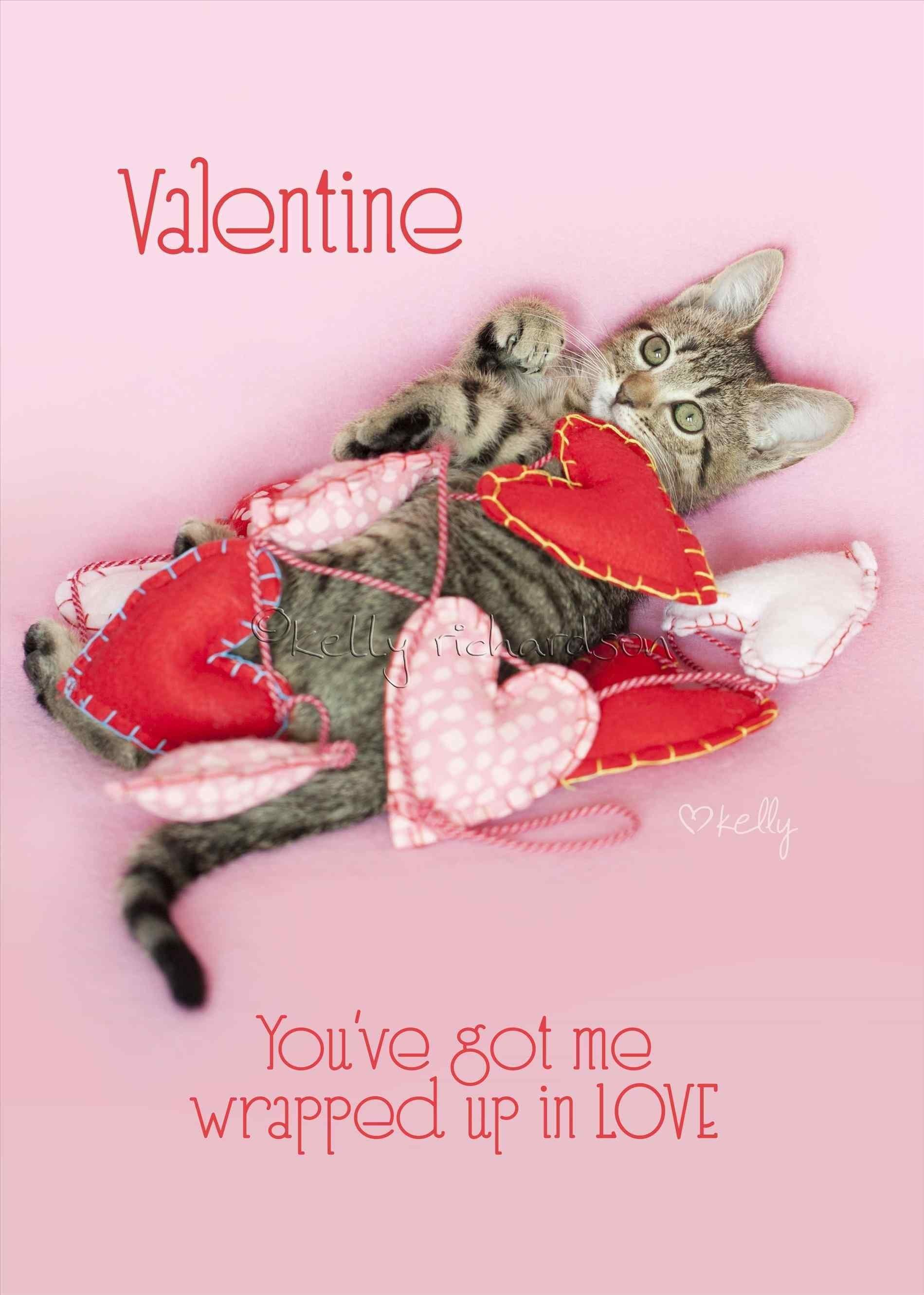 Valentine Kitten Wallpaper and Background 4K, HD, Dual Screen
