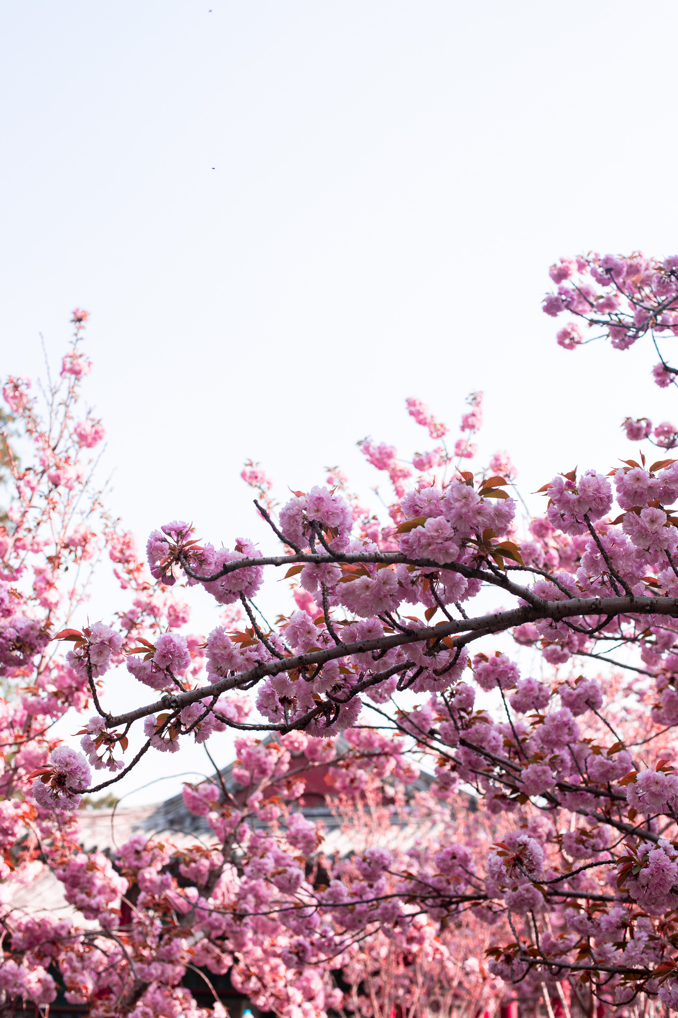 Summer Palace. Lush to Blush