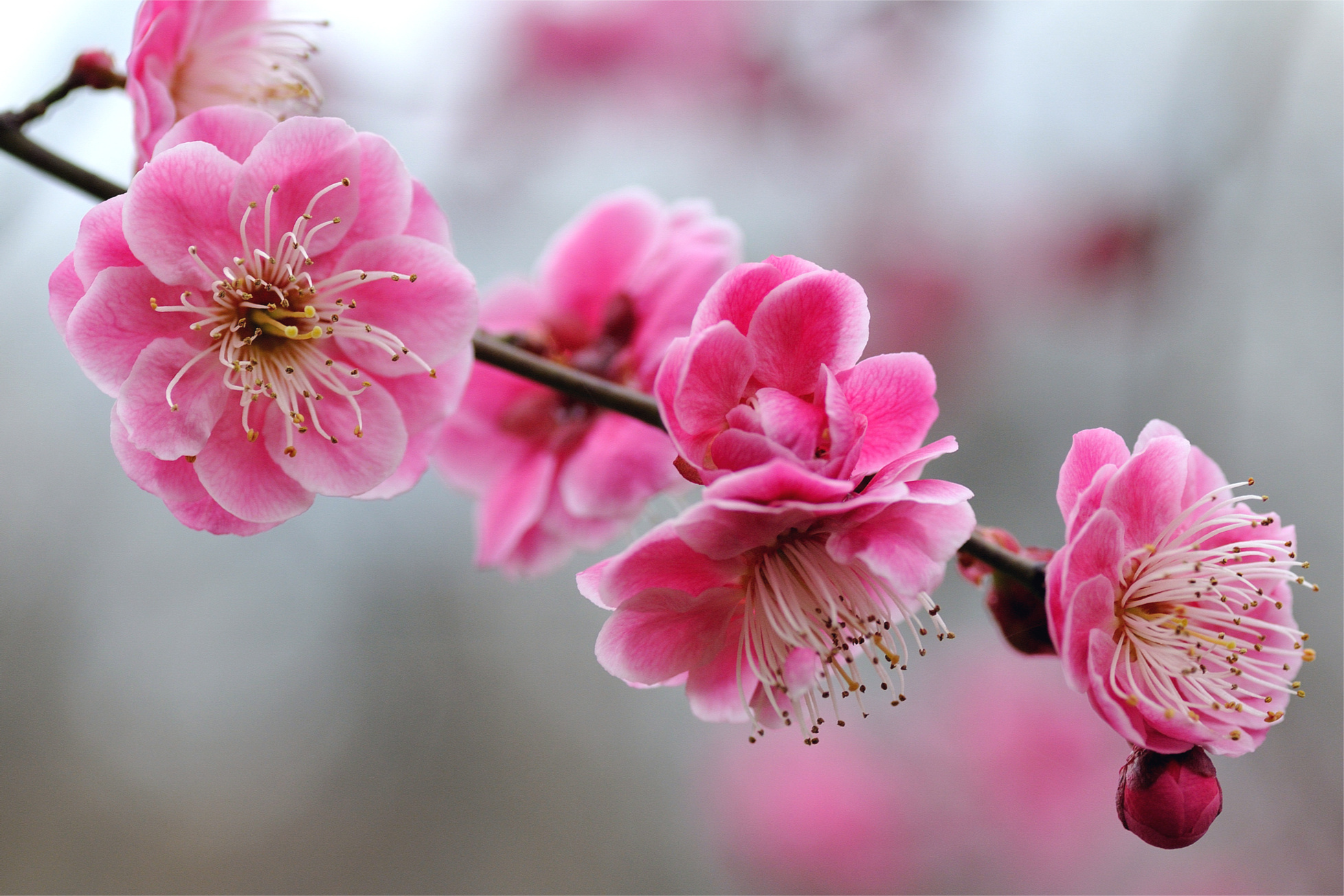 Blossom HD Wallpaper