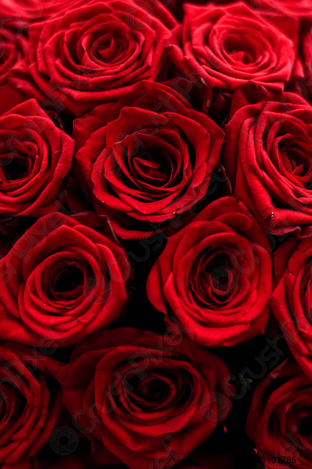 Blooming rose, flower blossom and Valentines Day gift concept