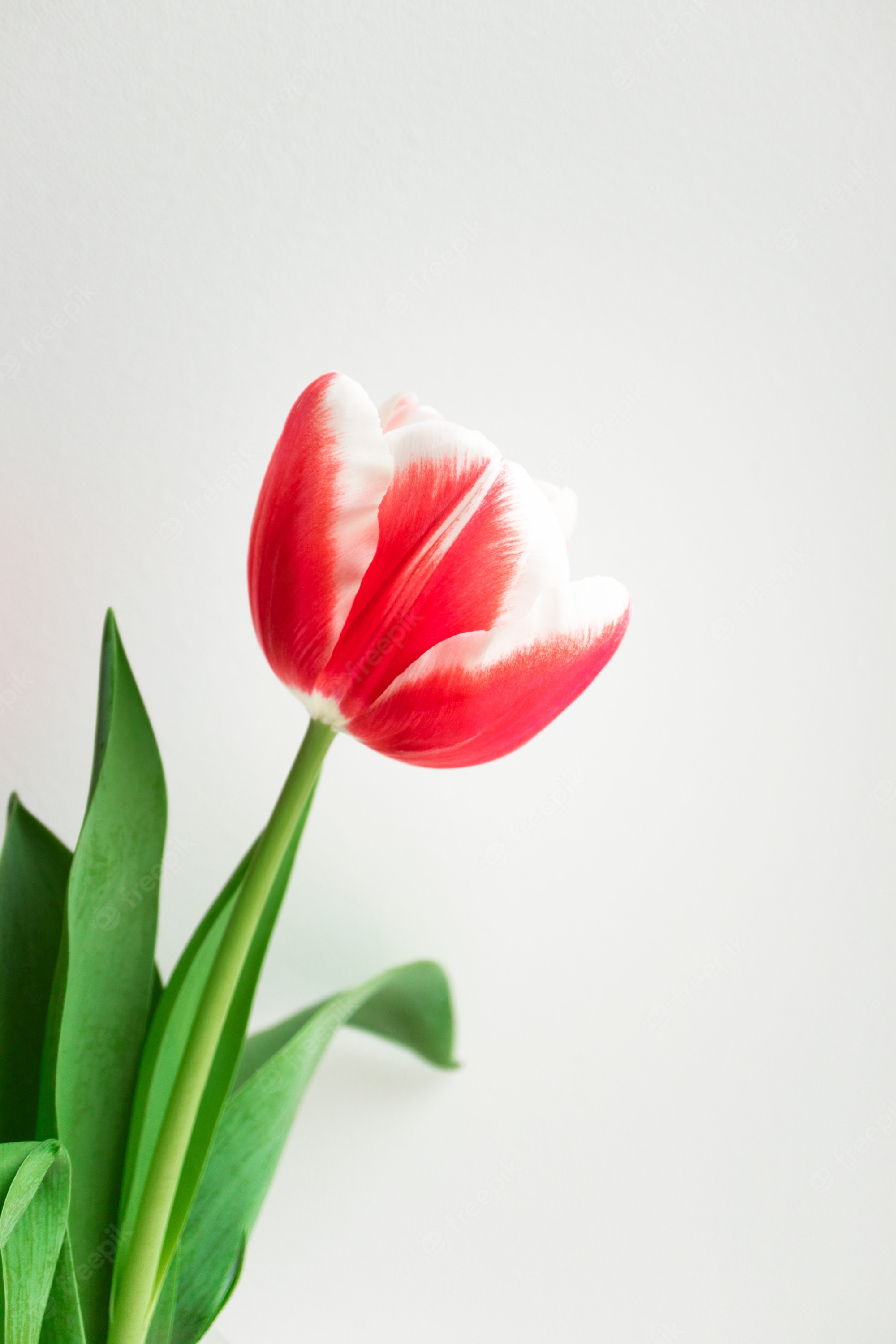 Premium Photo. Pink tulip. minimalist postcard to happy birthday, valentine's day, mother's day, wedding or other holidays. beautiful flower bloom, vertical