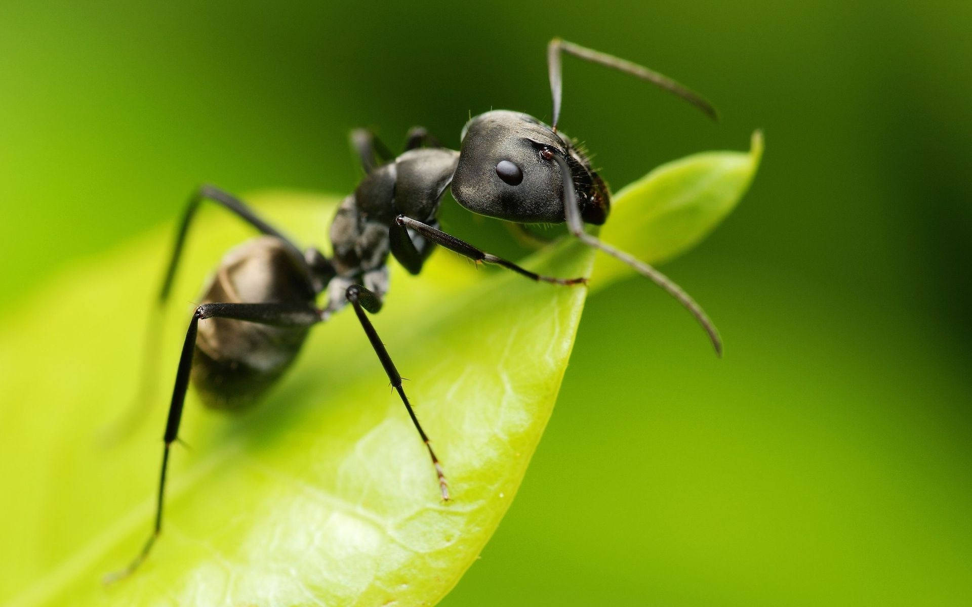 Download Ant Green Leaf Wallpaper