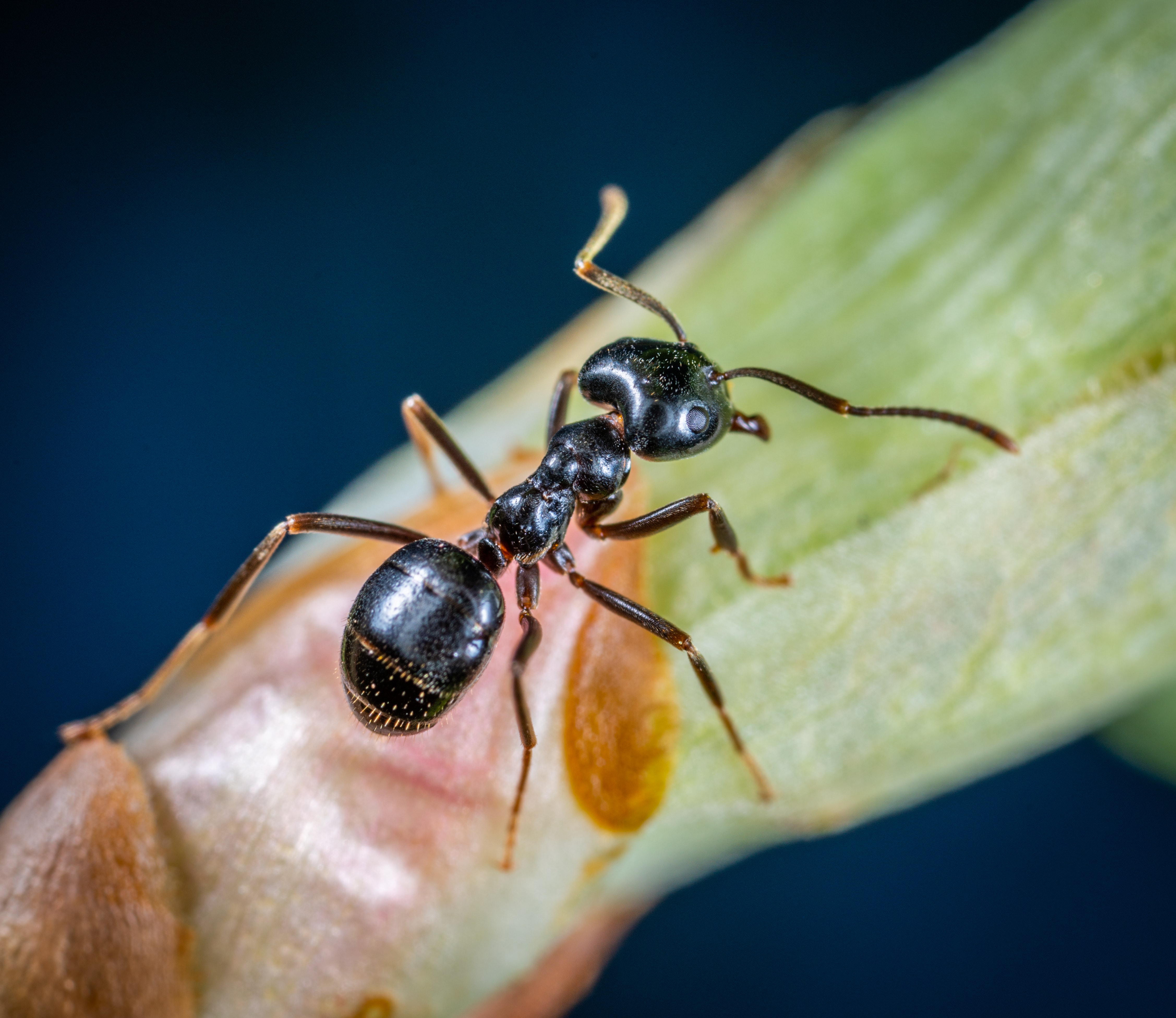 Ants Photo, Download Free Ants & HD Image