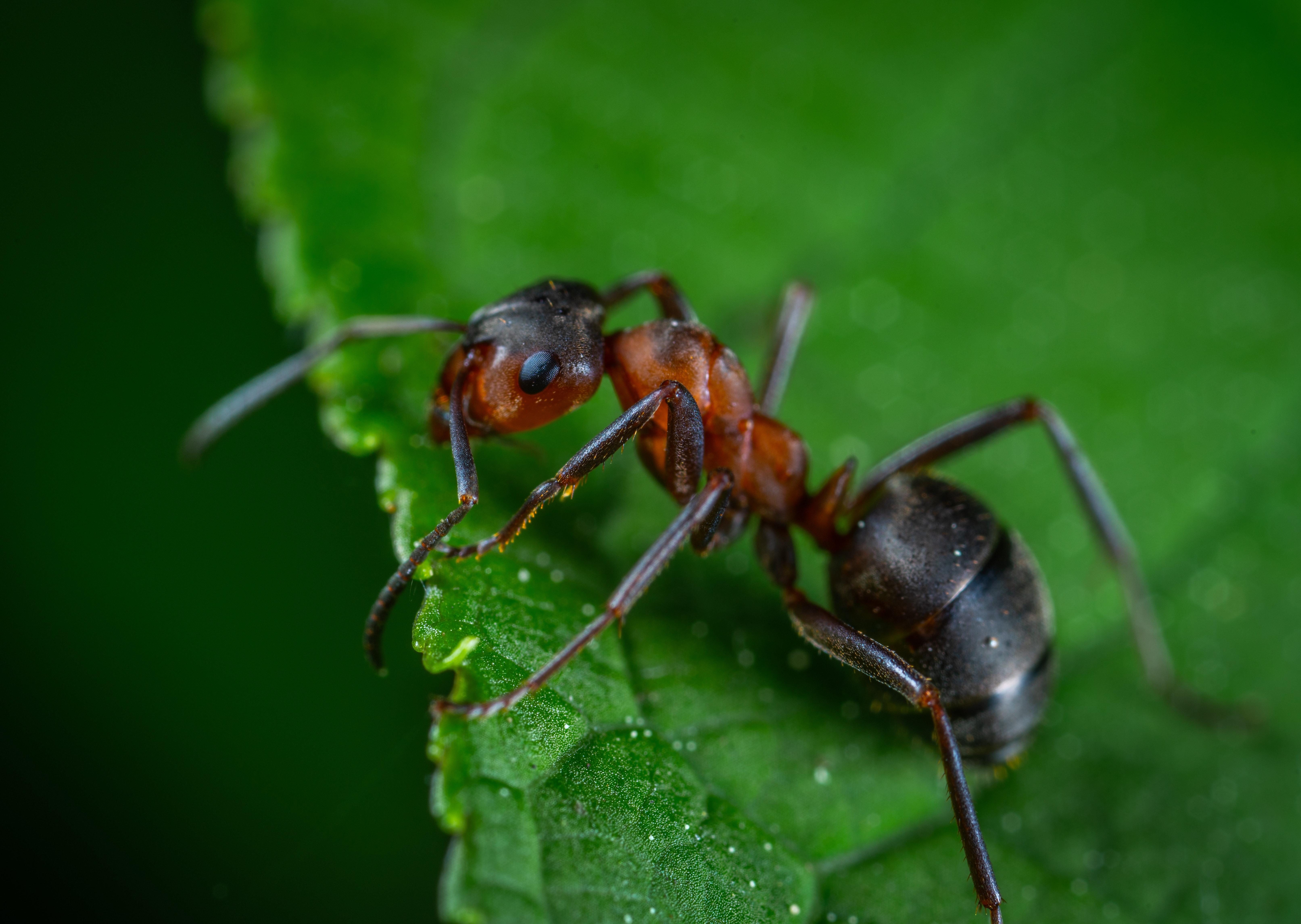Best Ant Photo · 100% Free Downloads