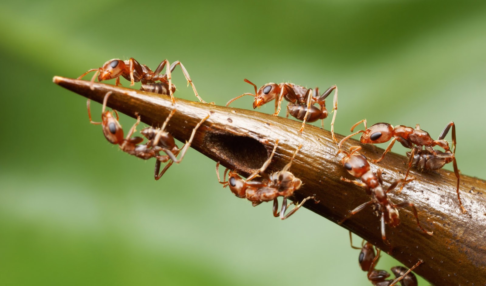 Creature Feature: March of the Ants